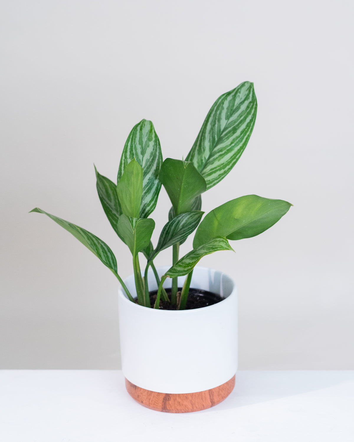 Aglaonema « Stripes »