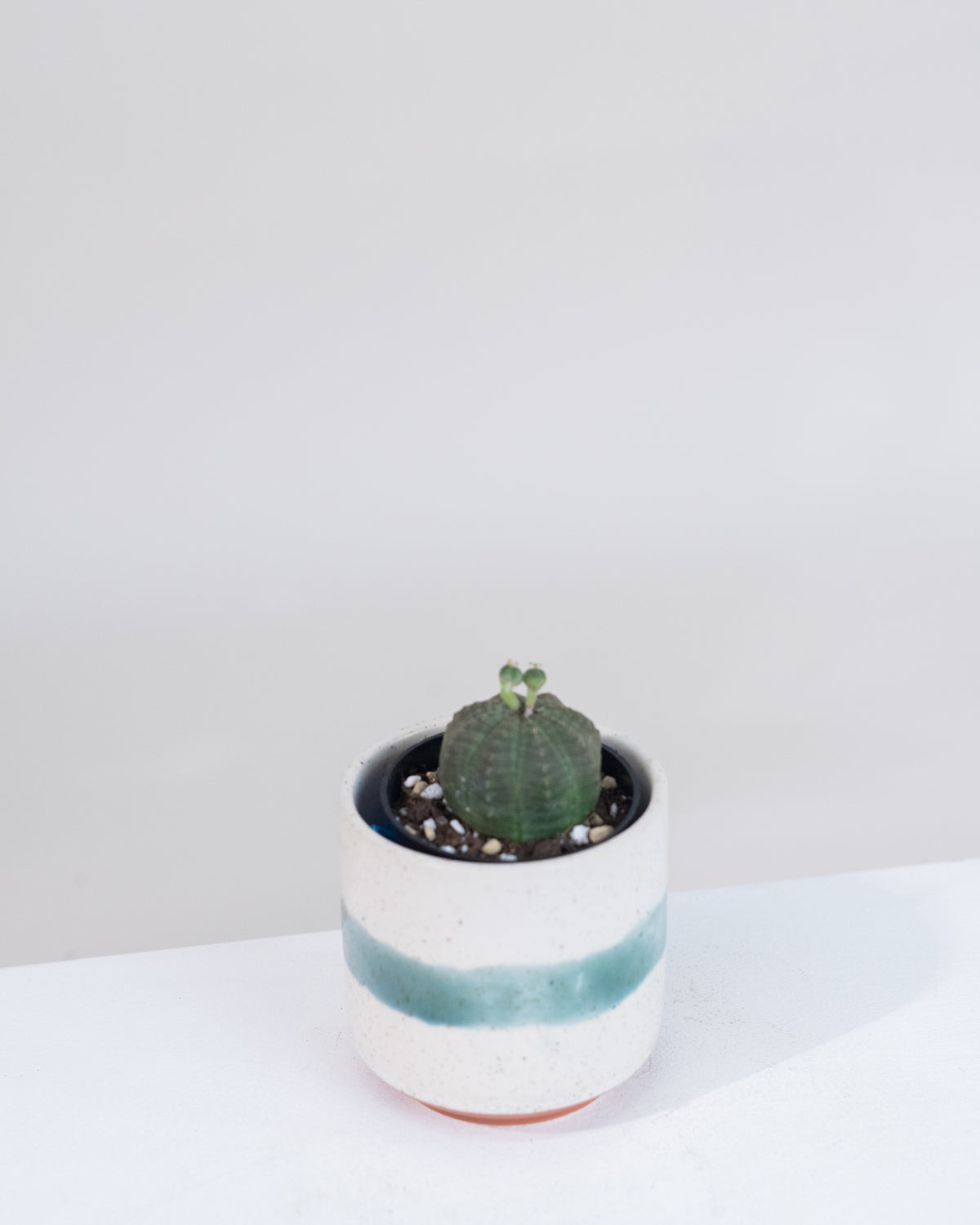 Euphorbia Obesa