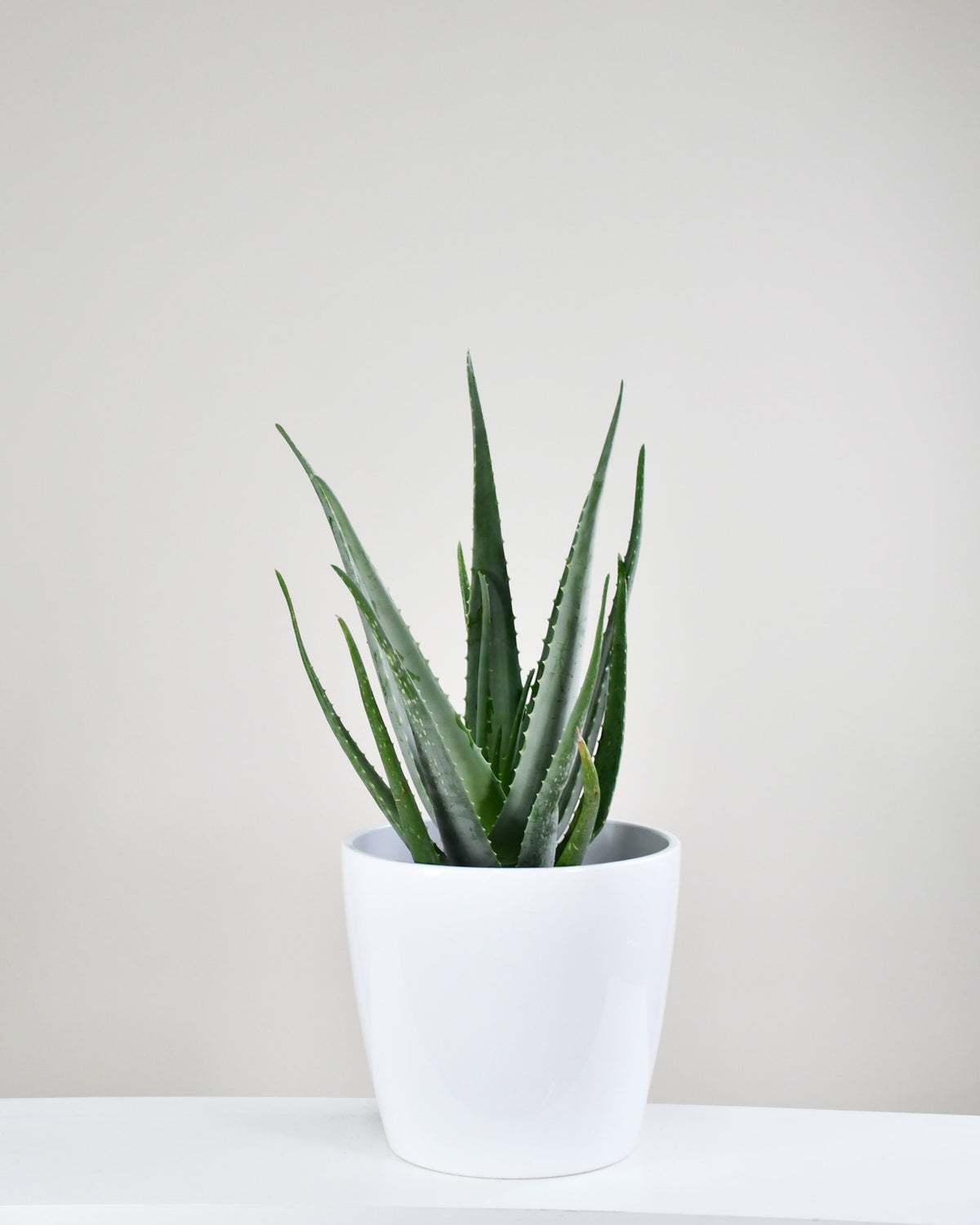 Aloe « Vera »