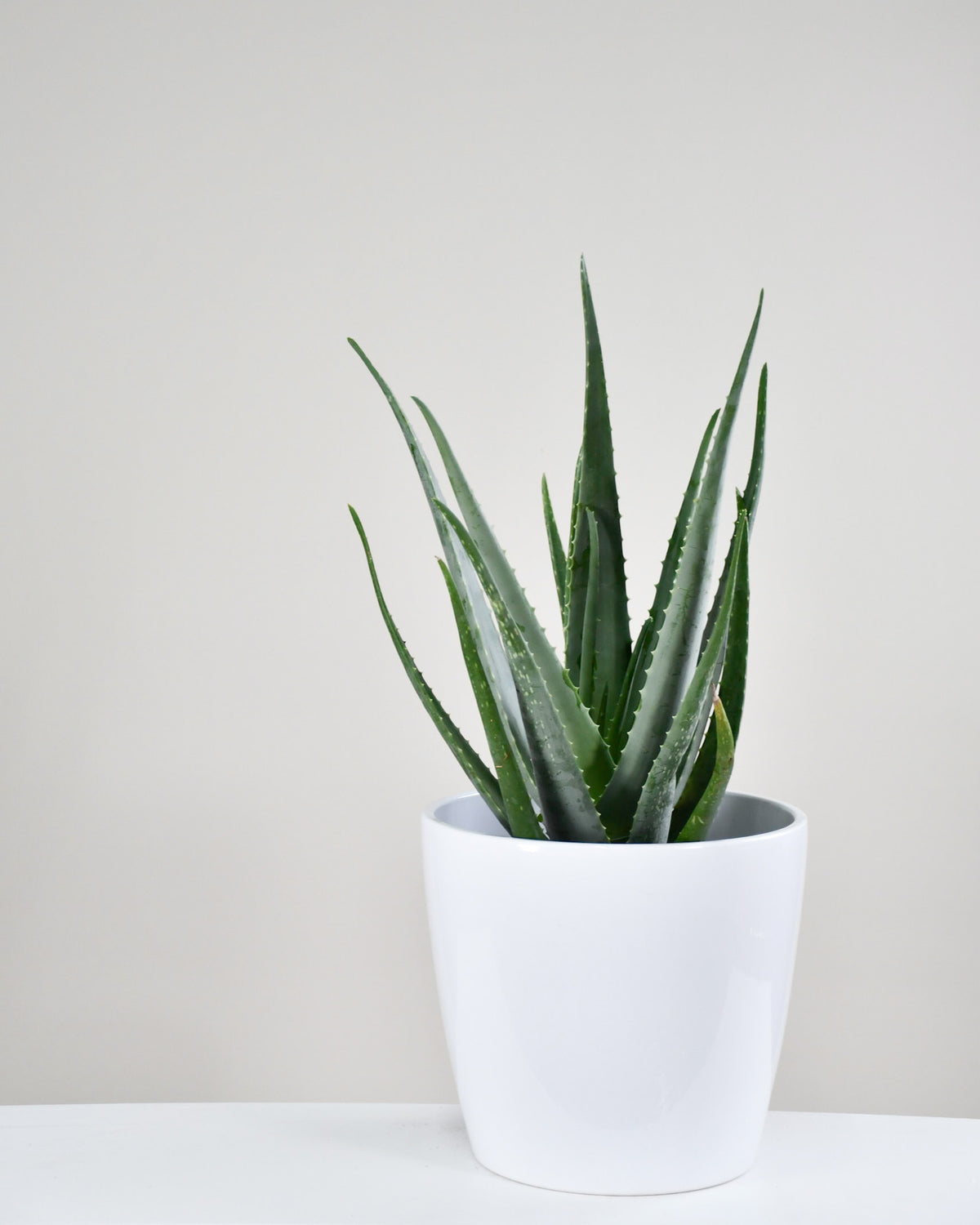 Aloe « Vera »