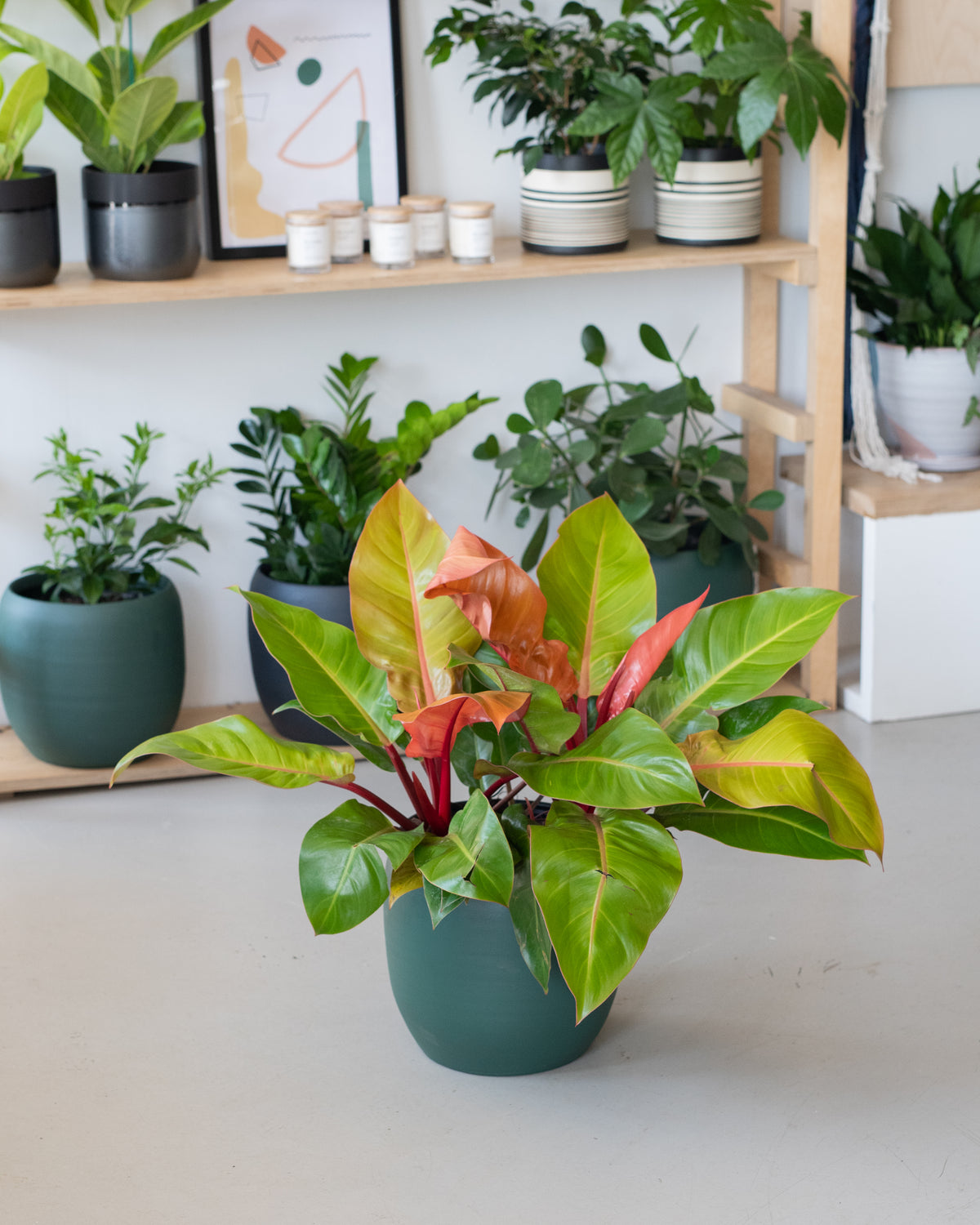 Philodendron « Prince Orange » 