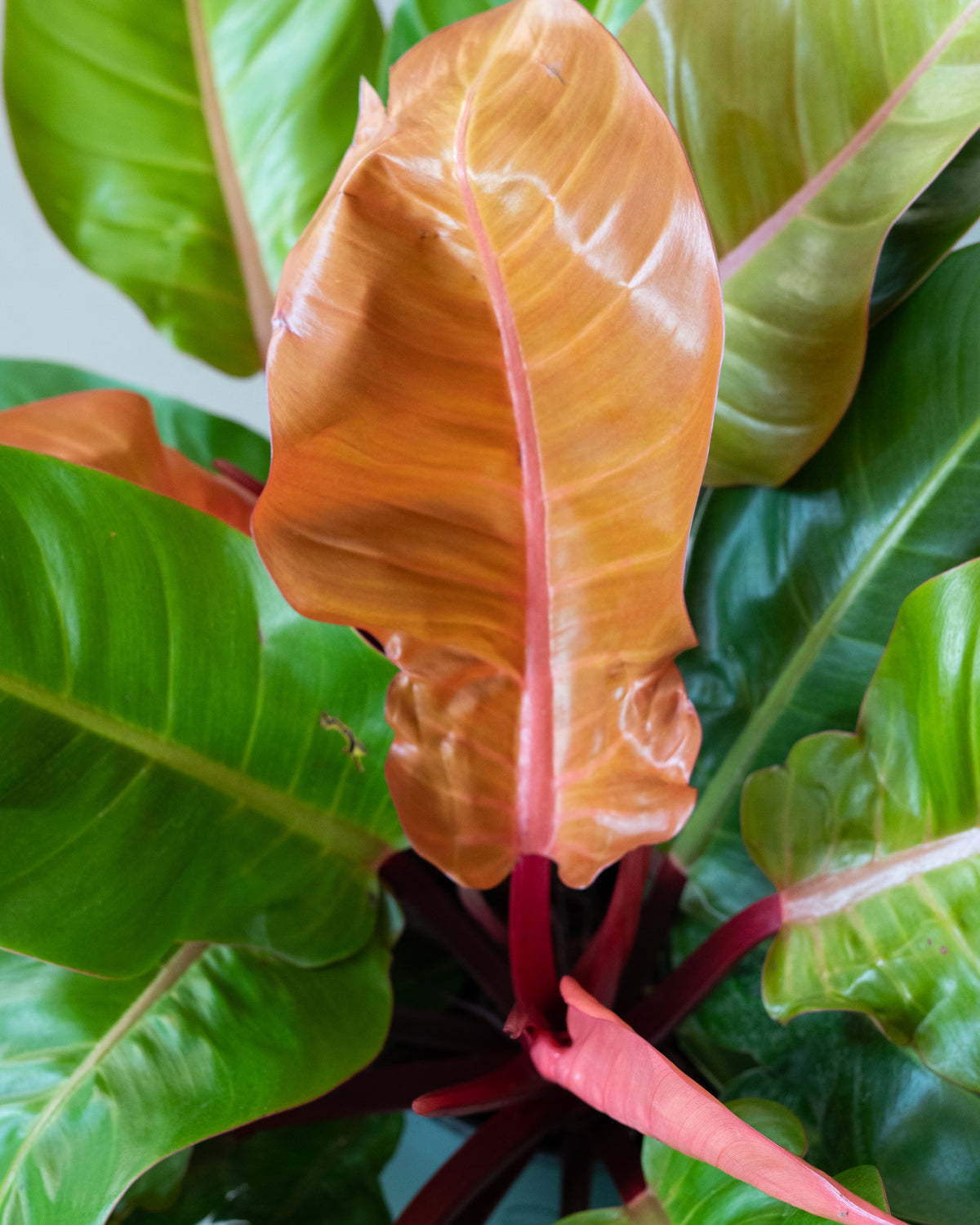 Philodendron « Prince Orange » 