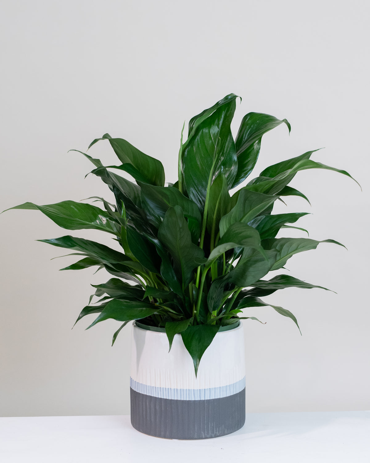 Spathiphyllum