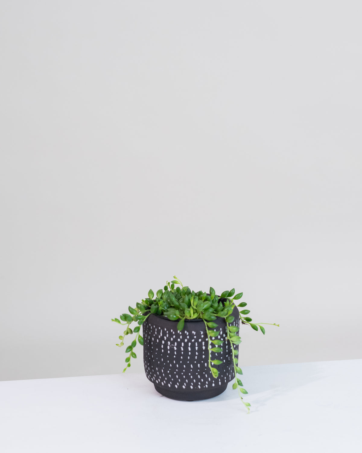 Senecio herreianus « String of Tears »