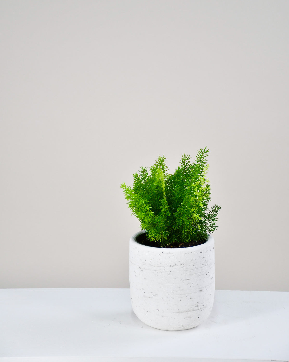 Asparagus meyerii « Queue de renard »