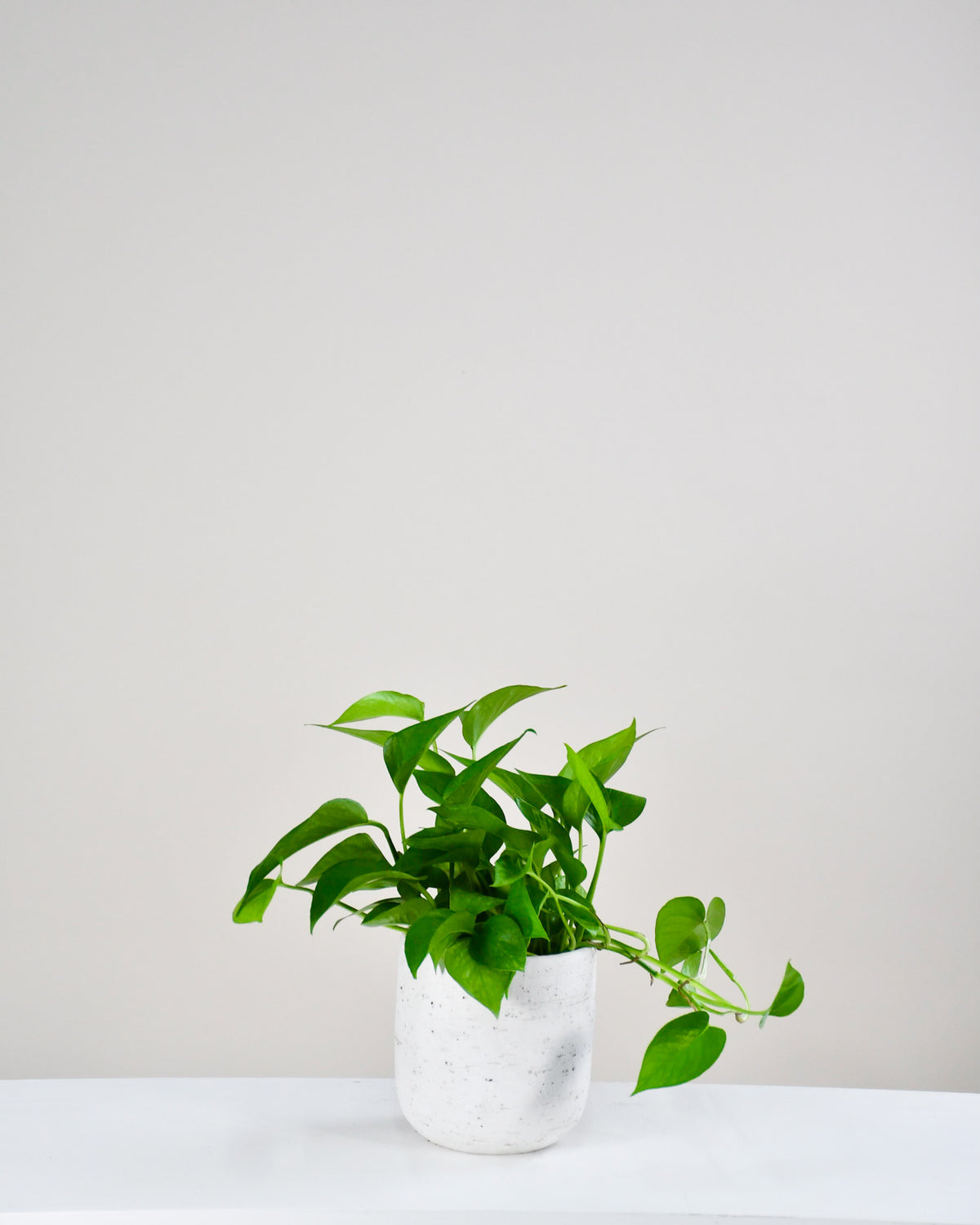 Pothos « Jade »