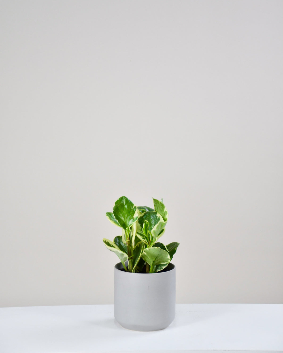 Peperomia obtusifolia « Variegata »