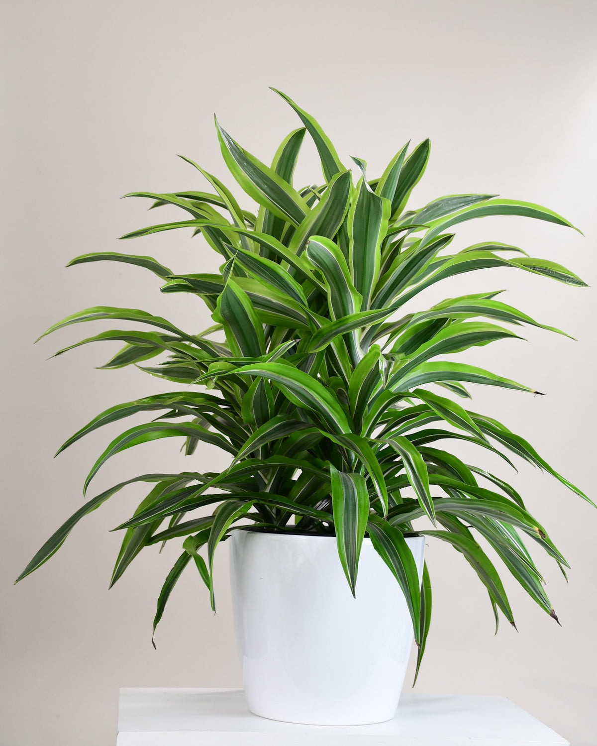 Dracaena warneckii « Lemon-Lime » 
