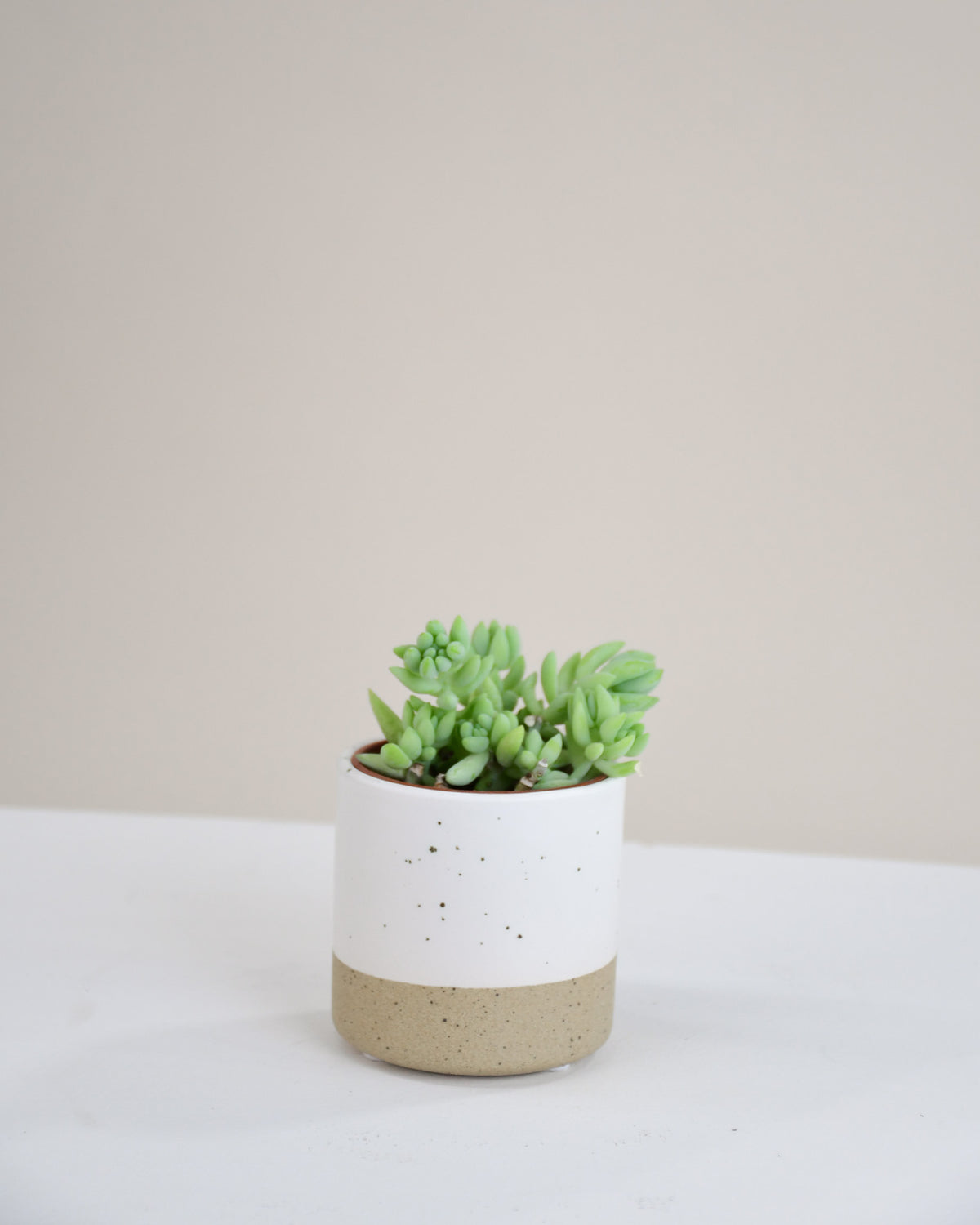 Sedum « Morganianum » 