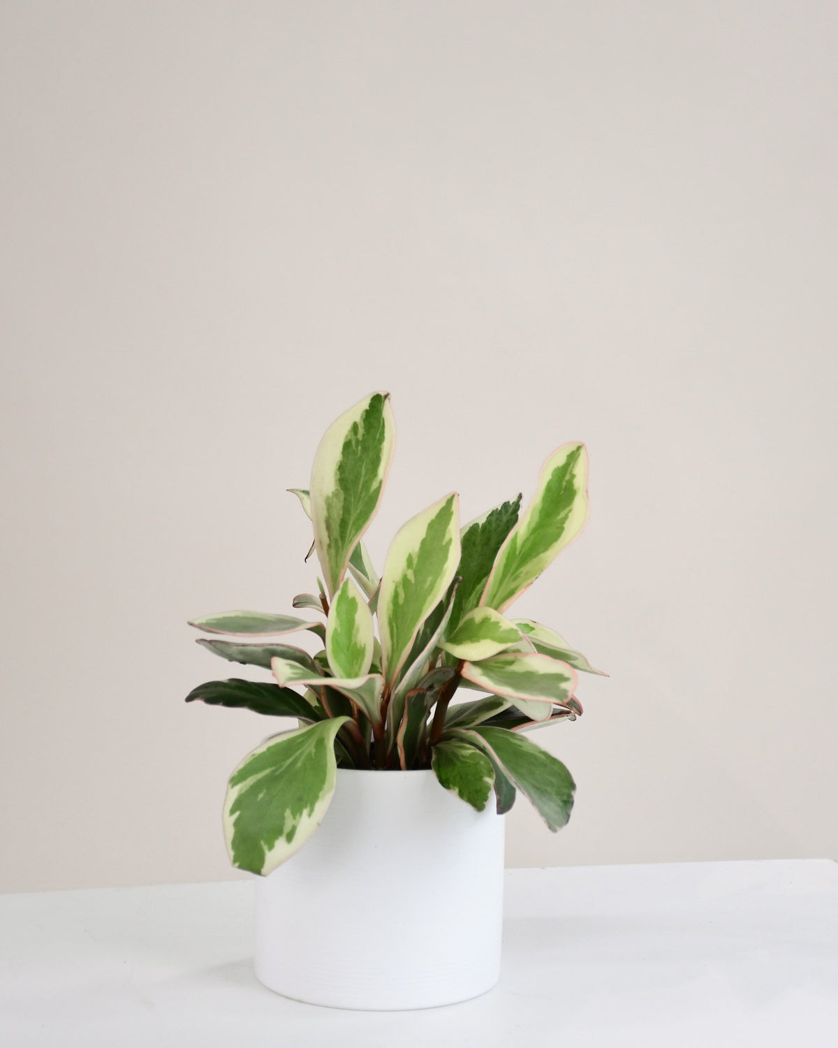 Peperomia « Tricolor » 