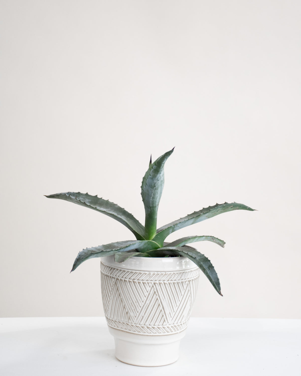 Agave assorties