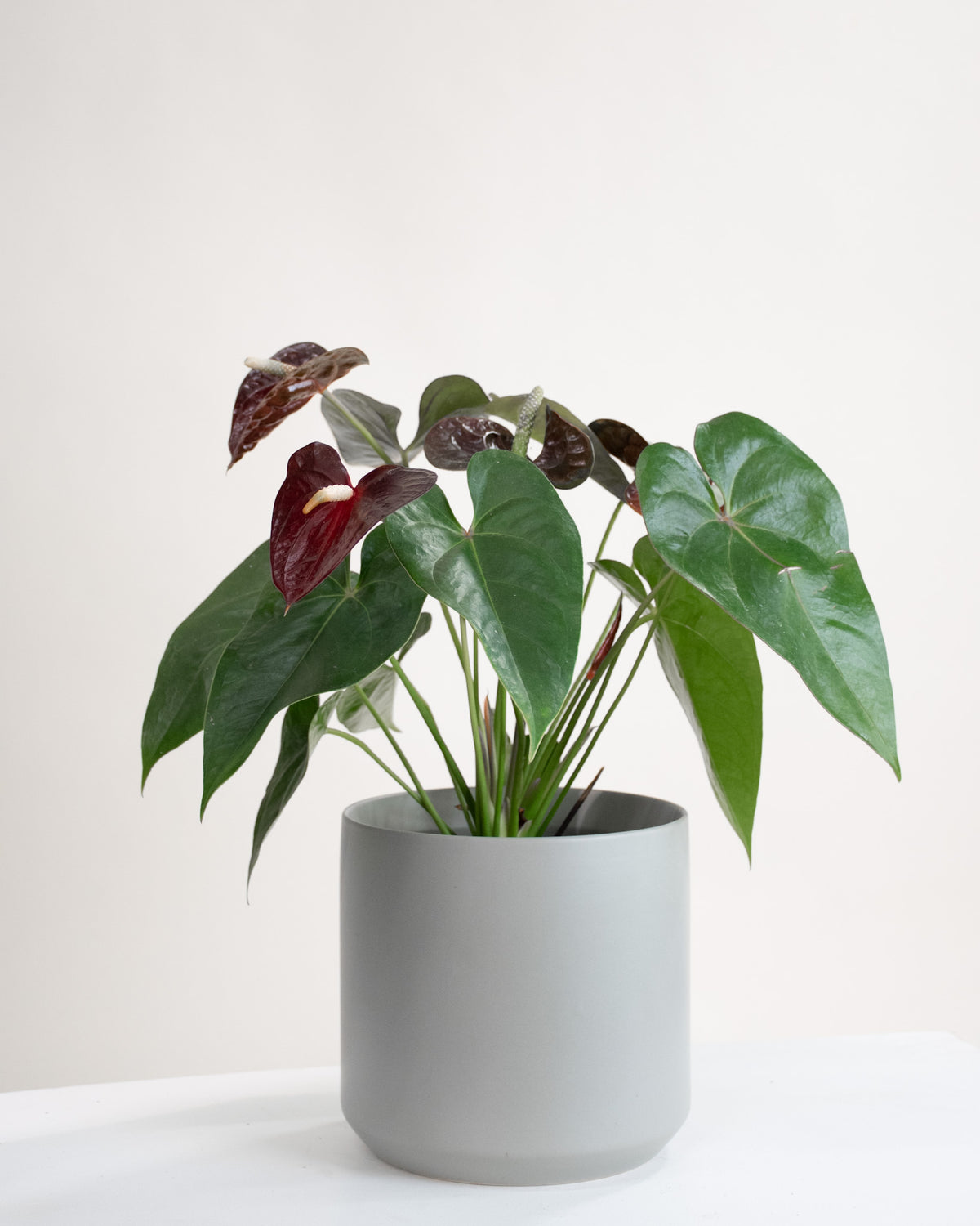 Anthurium assortis