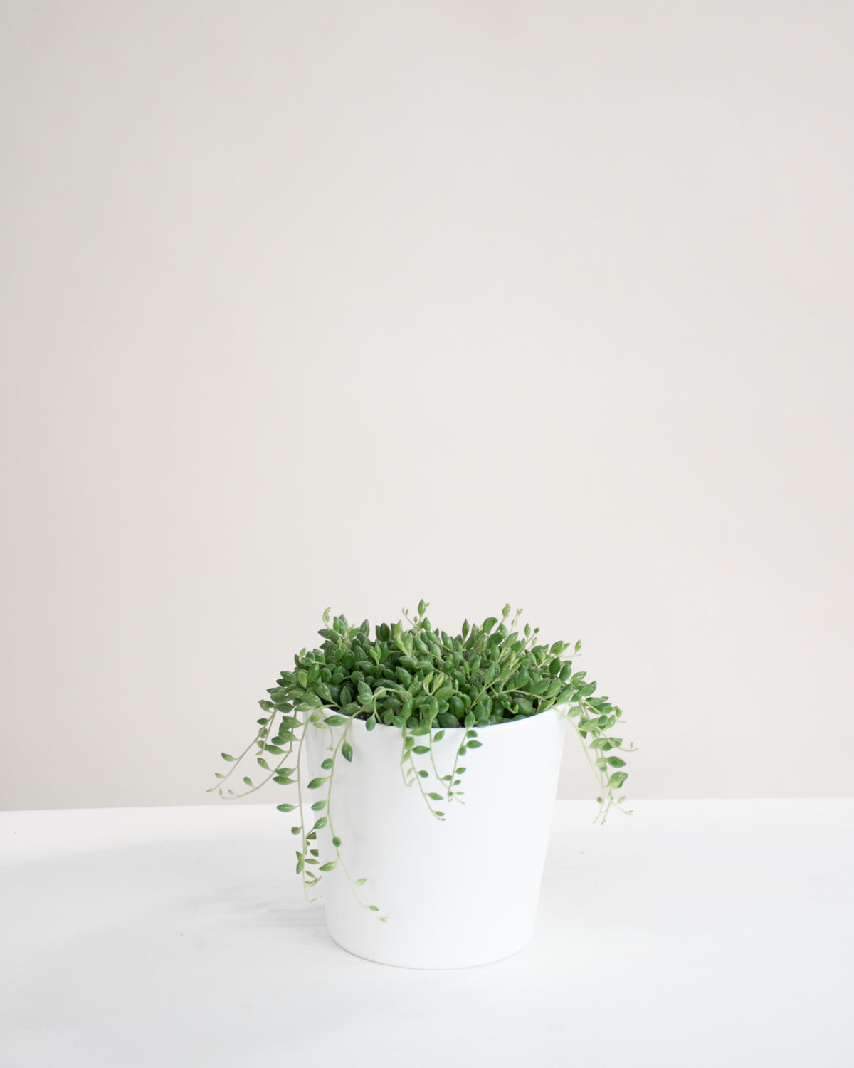 Senecio herreianus « String of Tears »