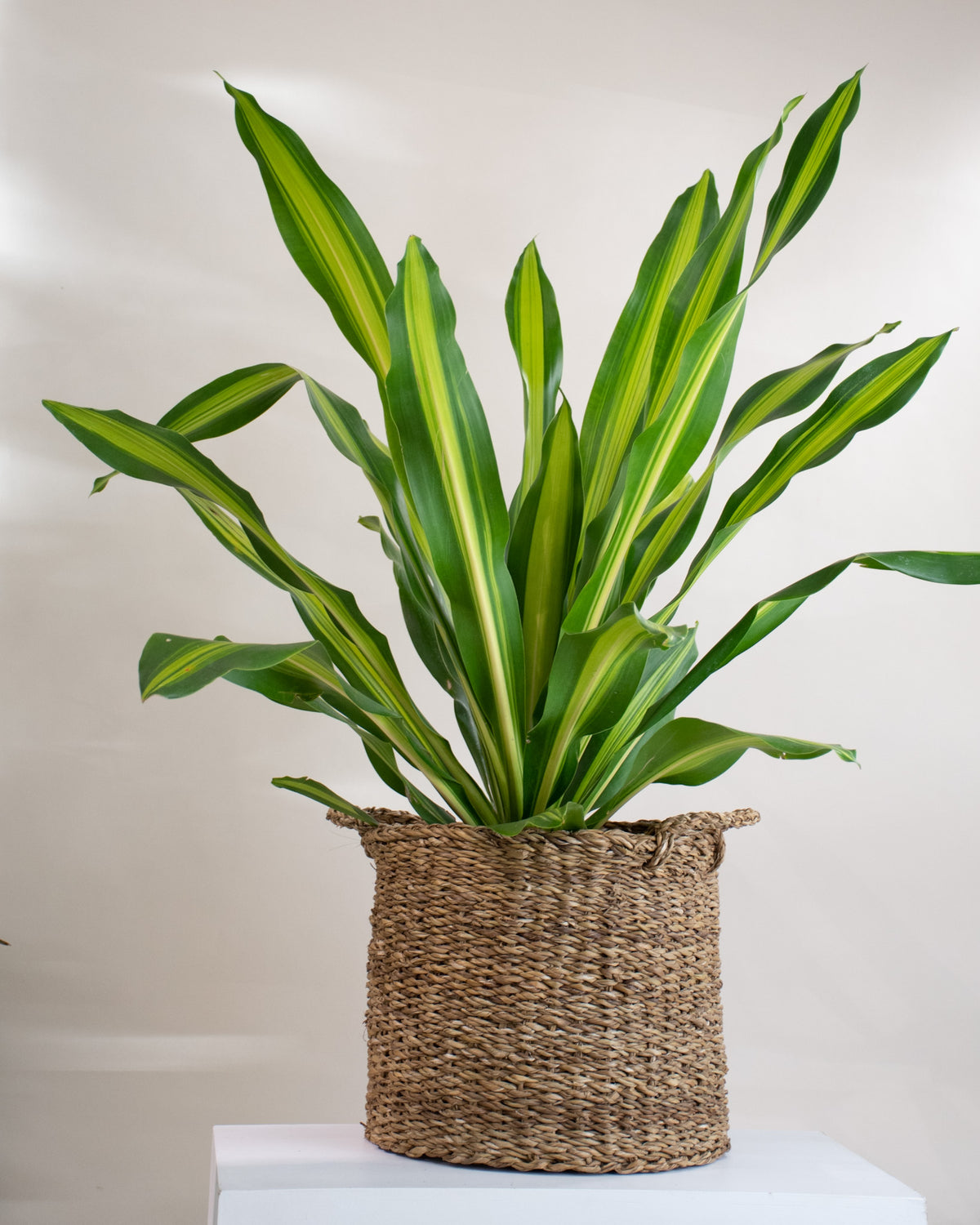 Dracaena massangeana « Giganta »
