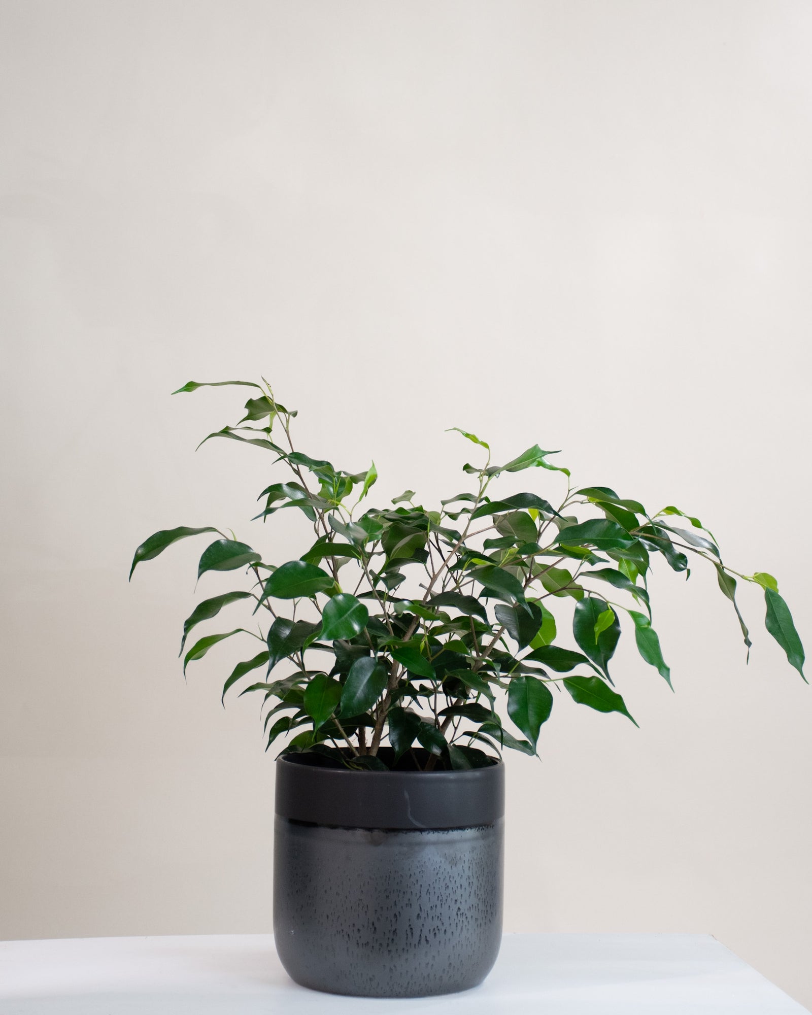 Ficus benjamina