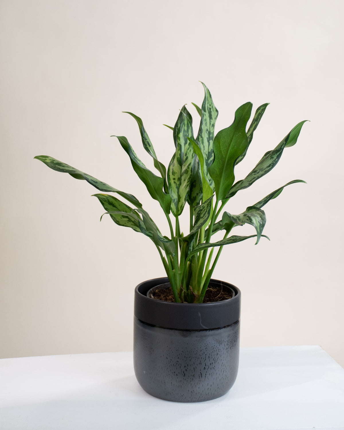 Aglaonema « Juliette »