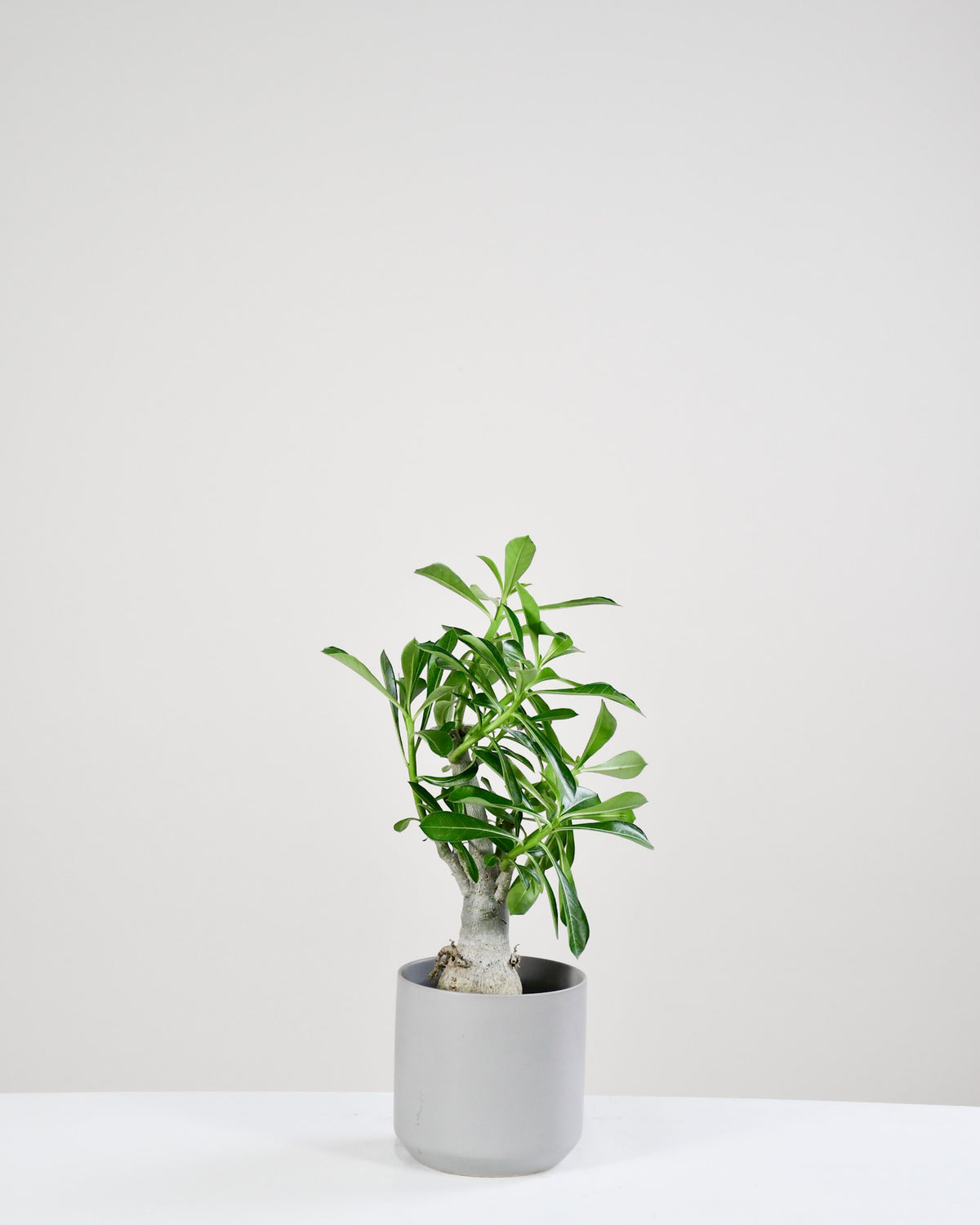 Adenium  « Rose du Désert »