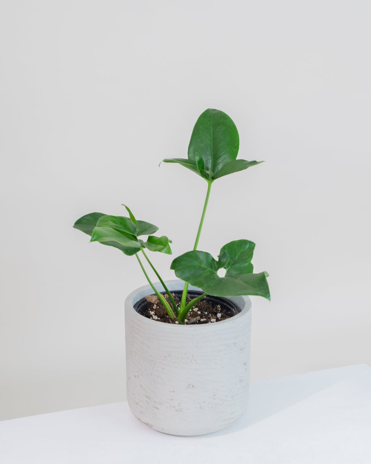 Philodendron goeldii