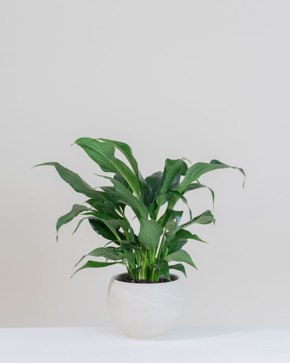 Spathiphyllum