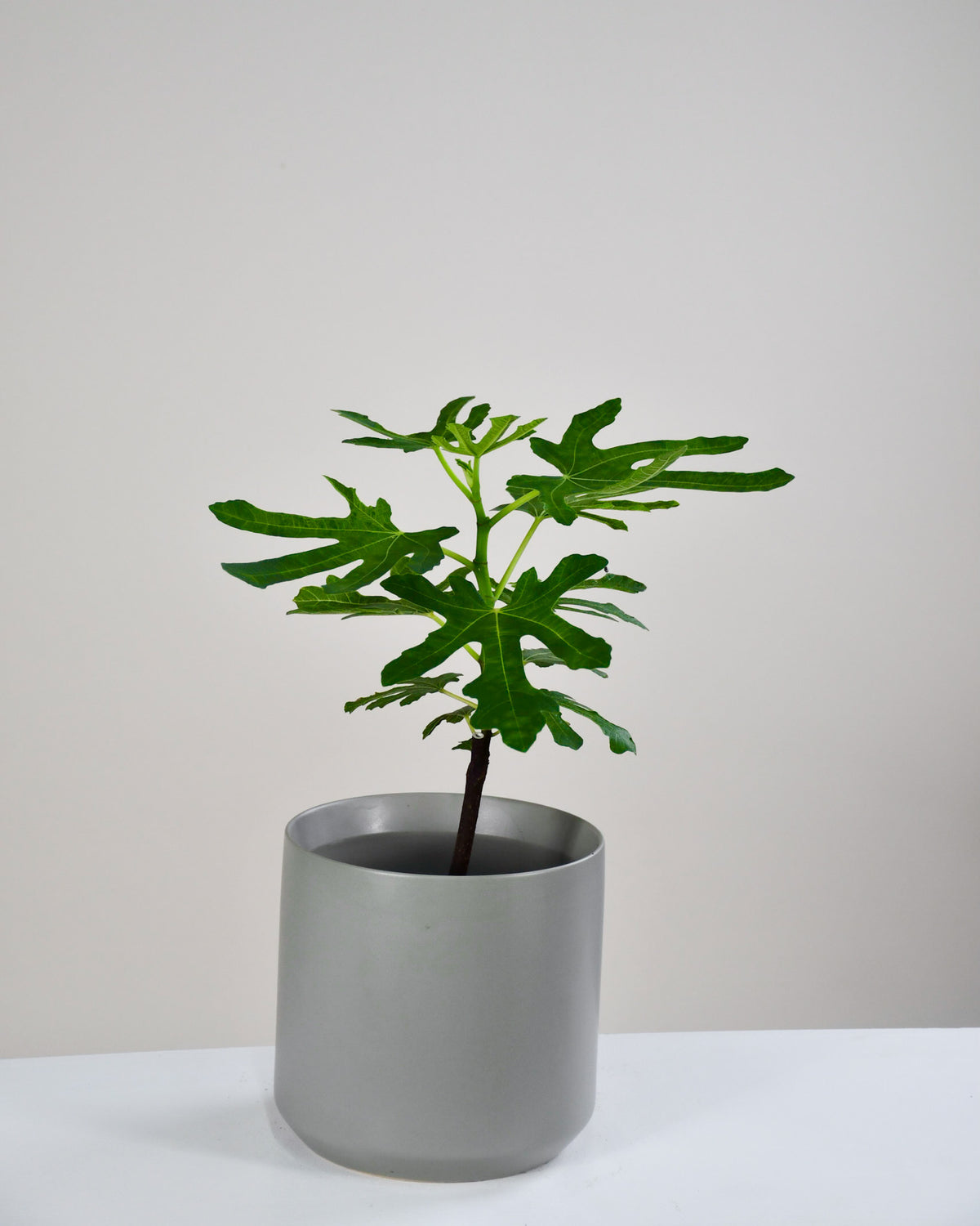 Ficus carica  « Figuier » 
