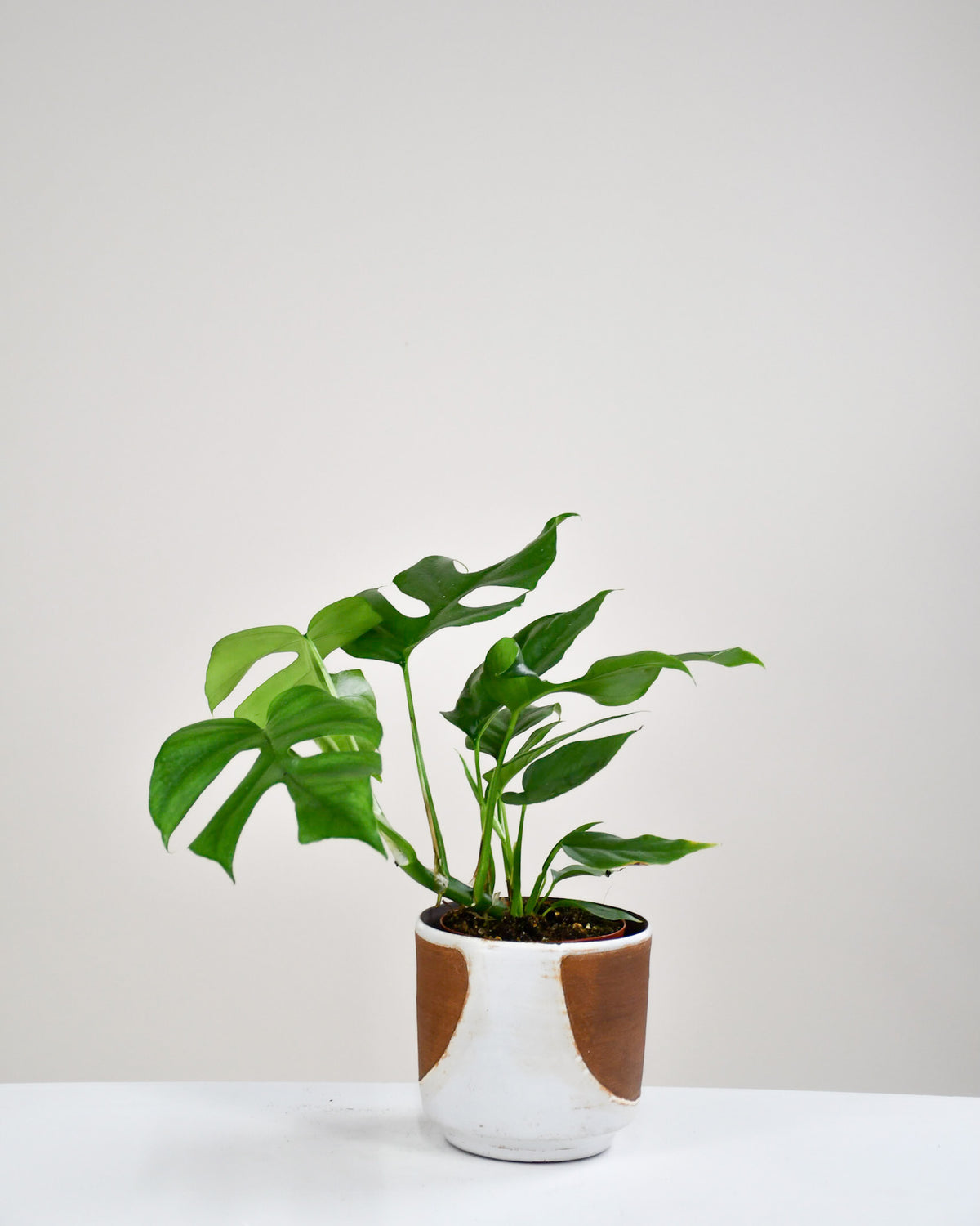 Rhaphidophora tetrasperma