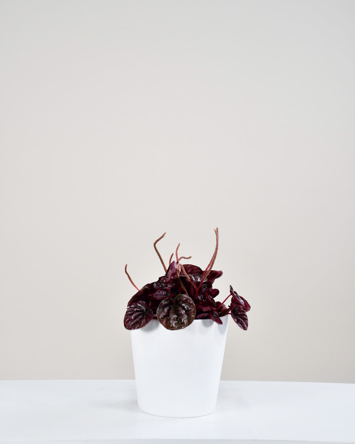 Peperomia caperata « Schumi Red »