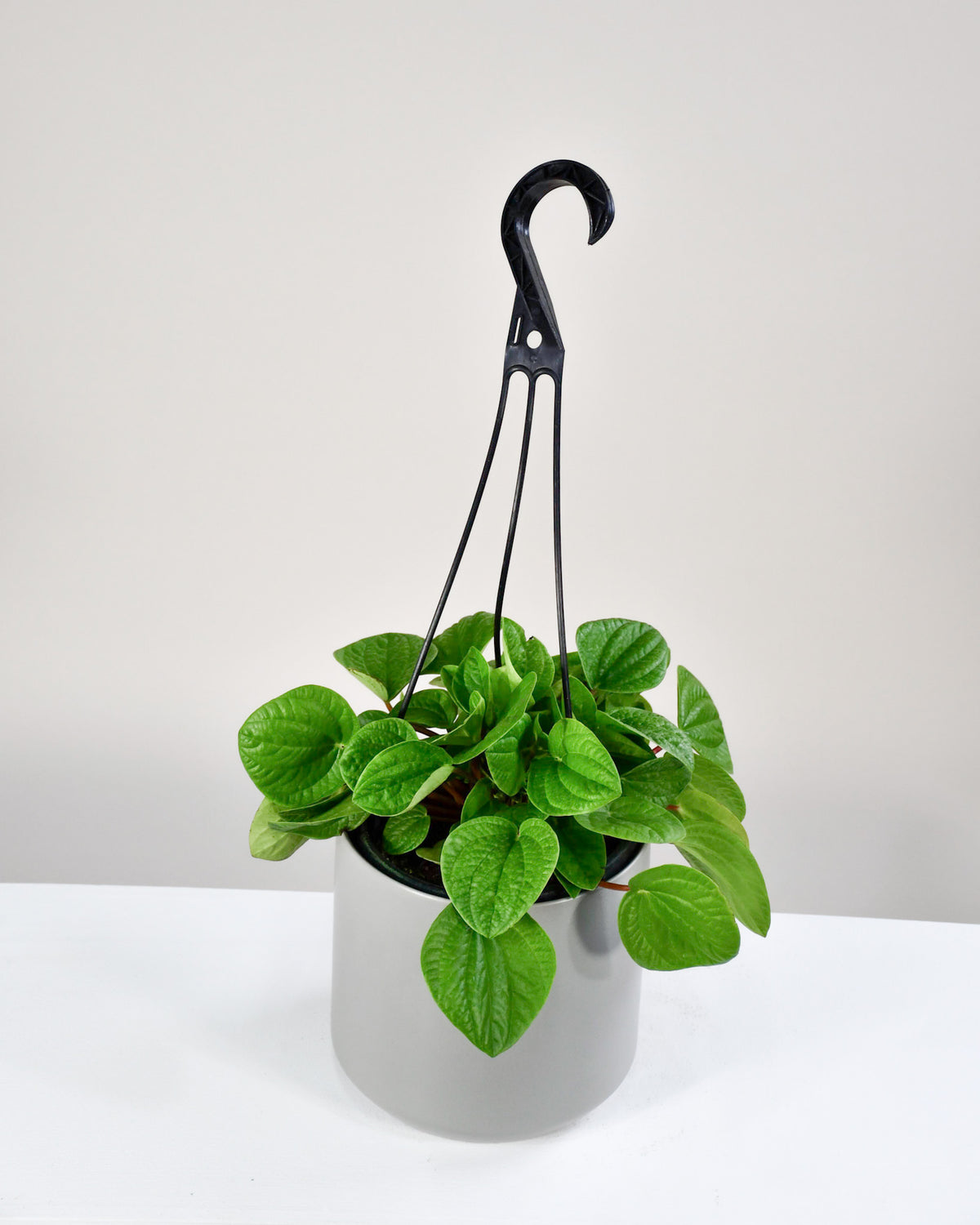 Peperomia « Rana Verde »