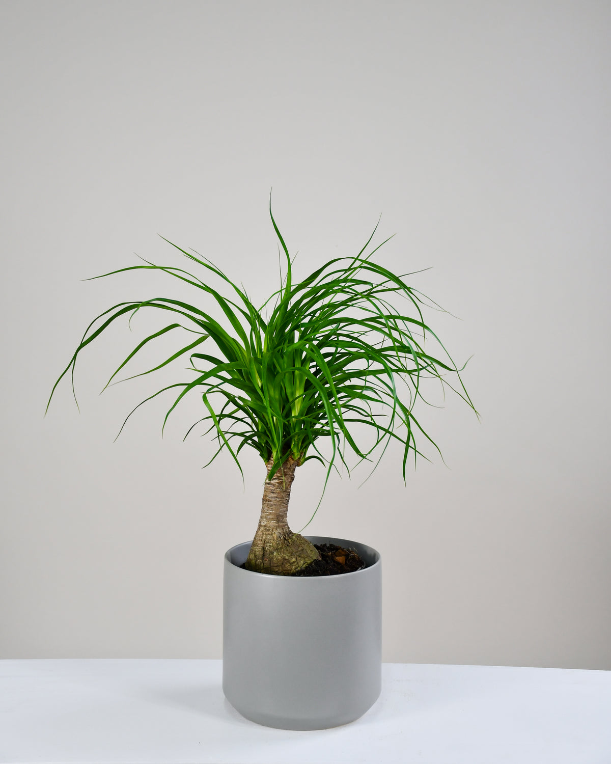 Beaucarnea recurvata