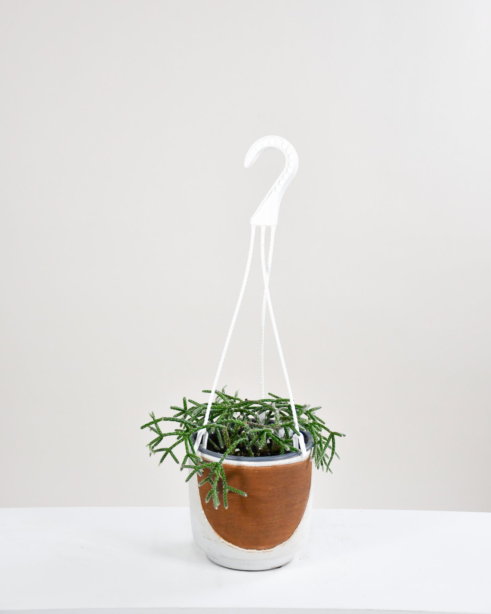 Rhipsalis Pilocarpa
