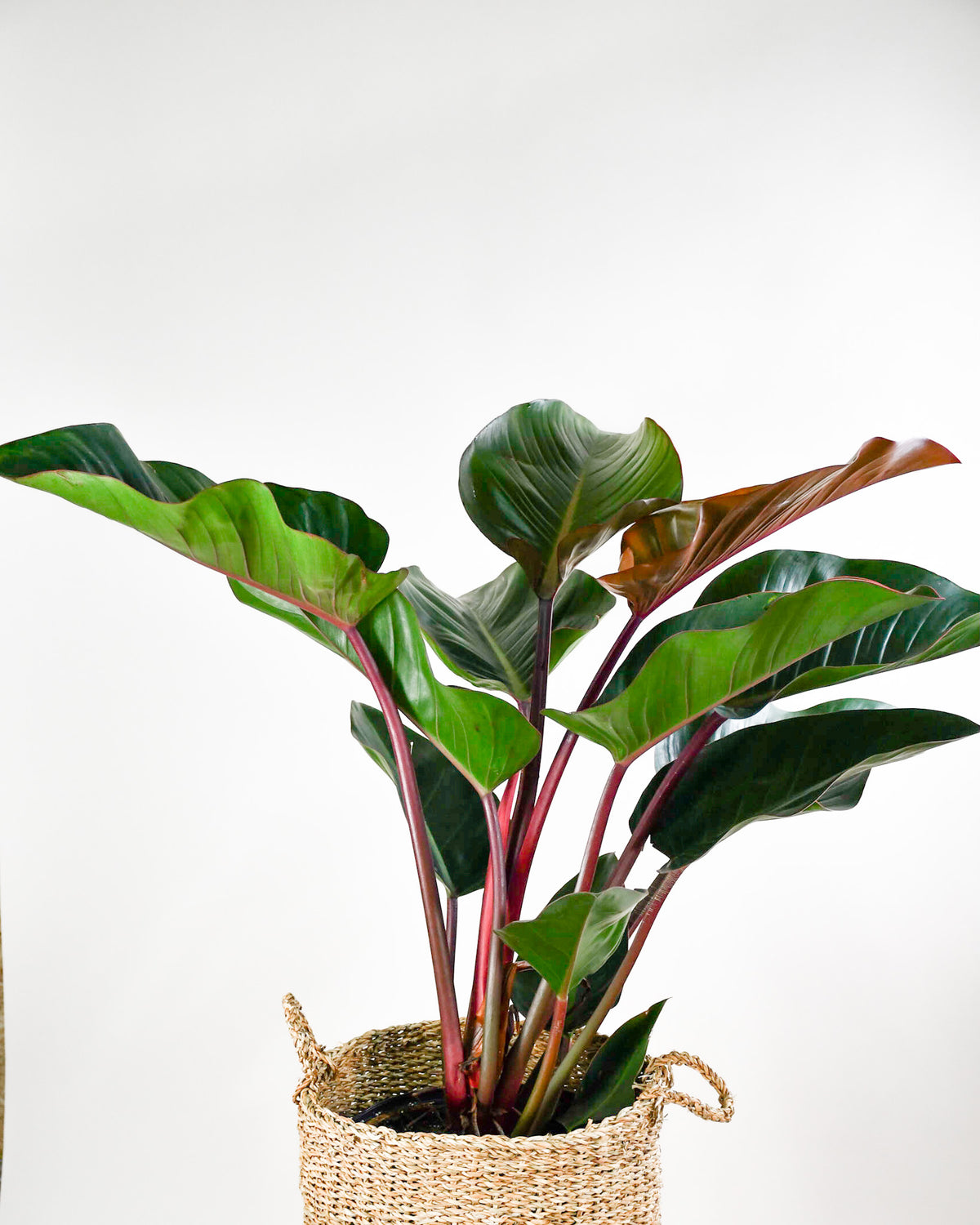 Philodendron « Congo Rojo »