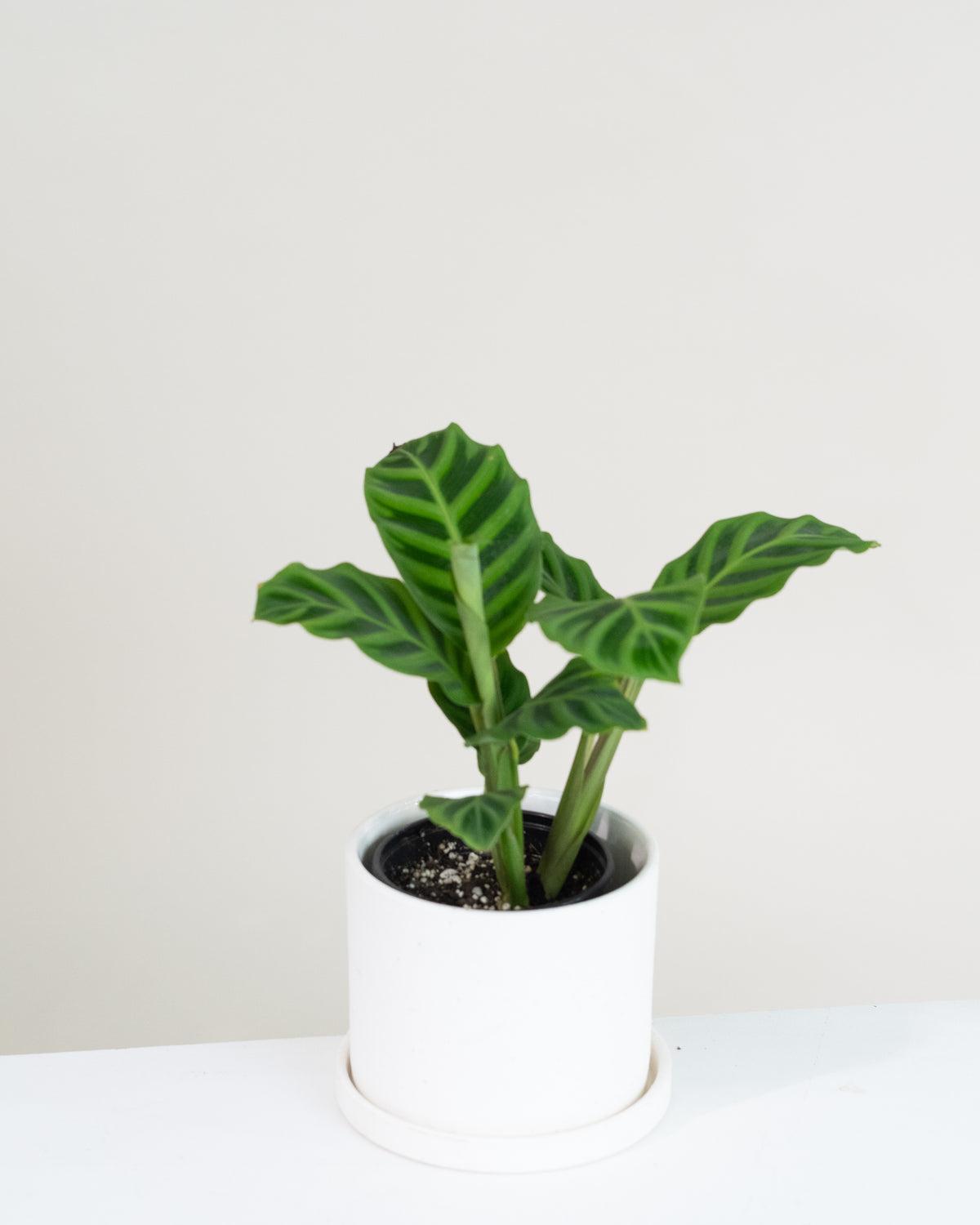 Calathea zebrina