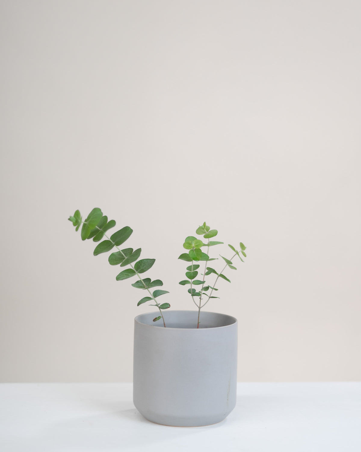 Eucalyptus « Baby Blue »