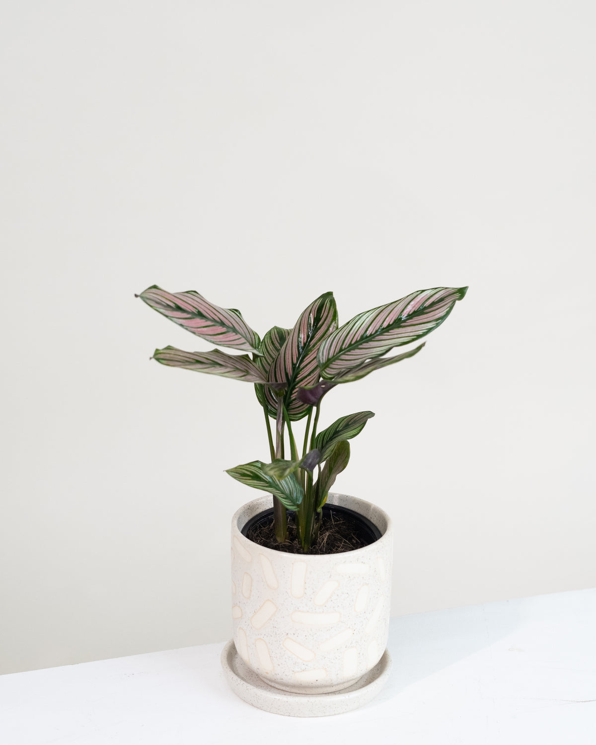 Calathea « White Star »