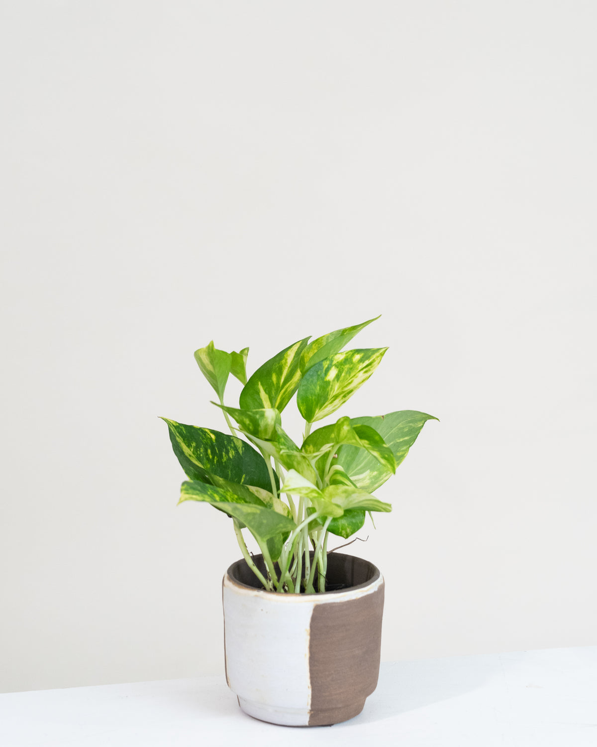 Pothos « Golden »