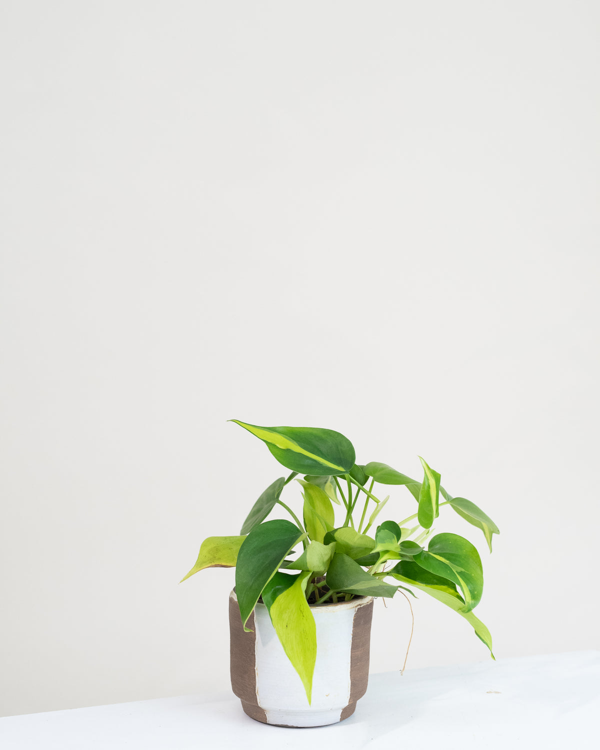 Philodendron « Brazil »