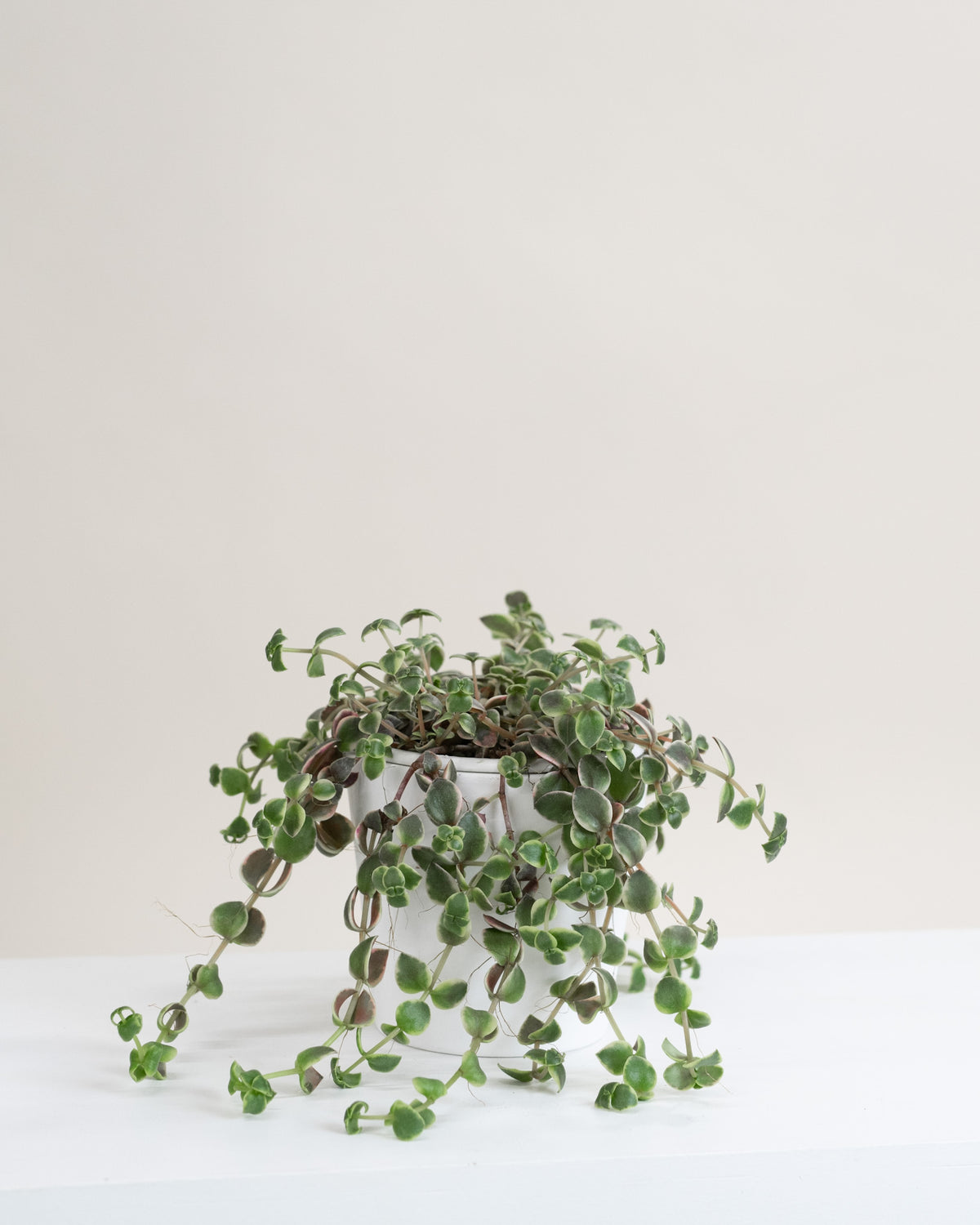 Crassula marginalis « Calico Kitten »