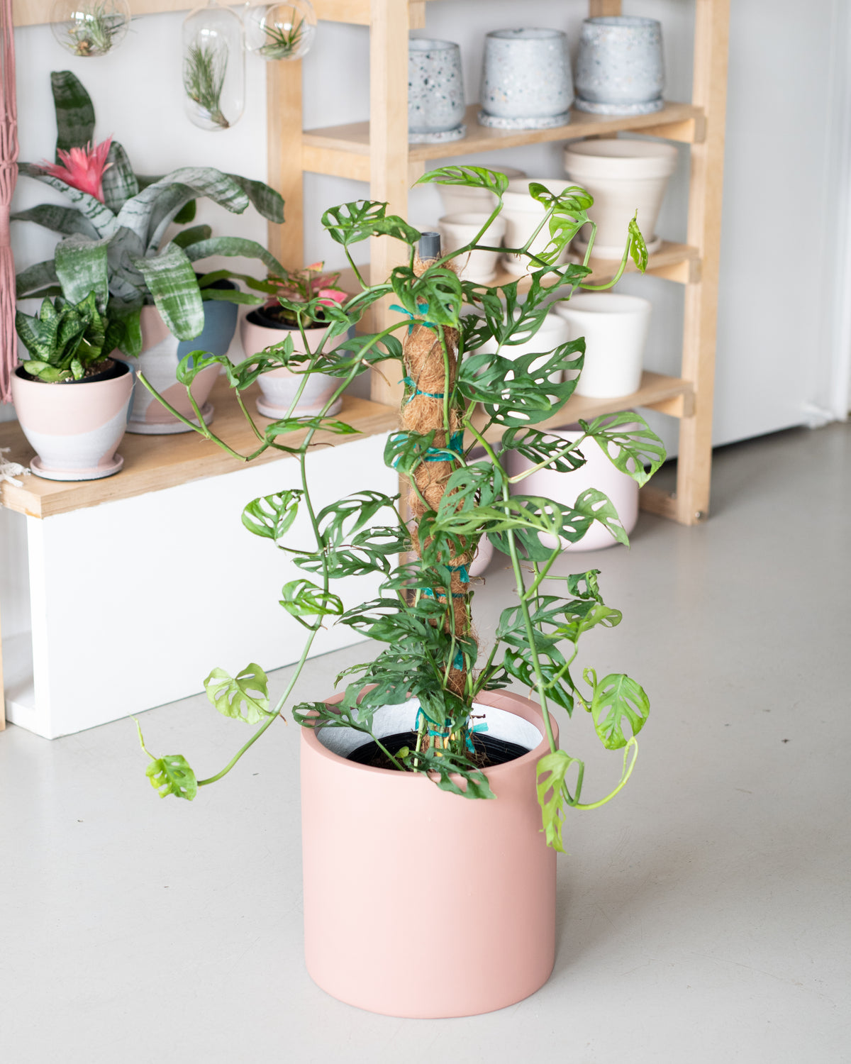 Monstera « Adansonii »