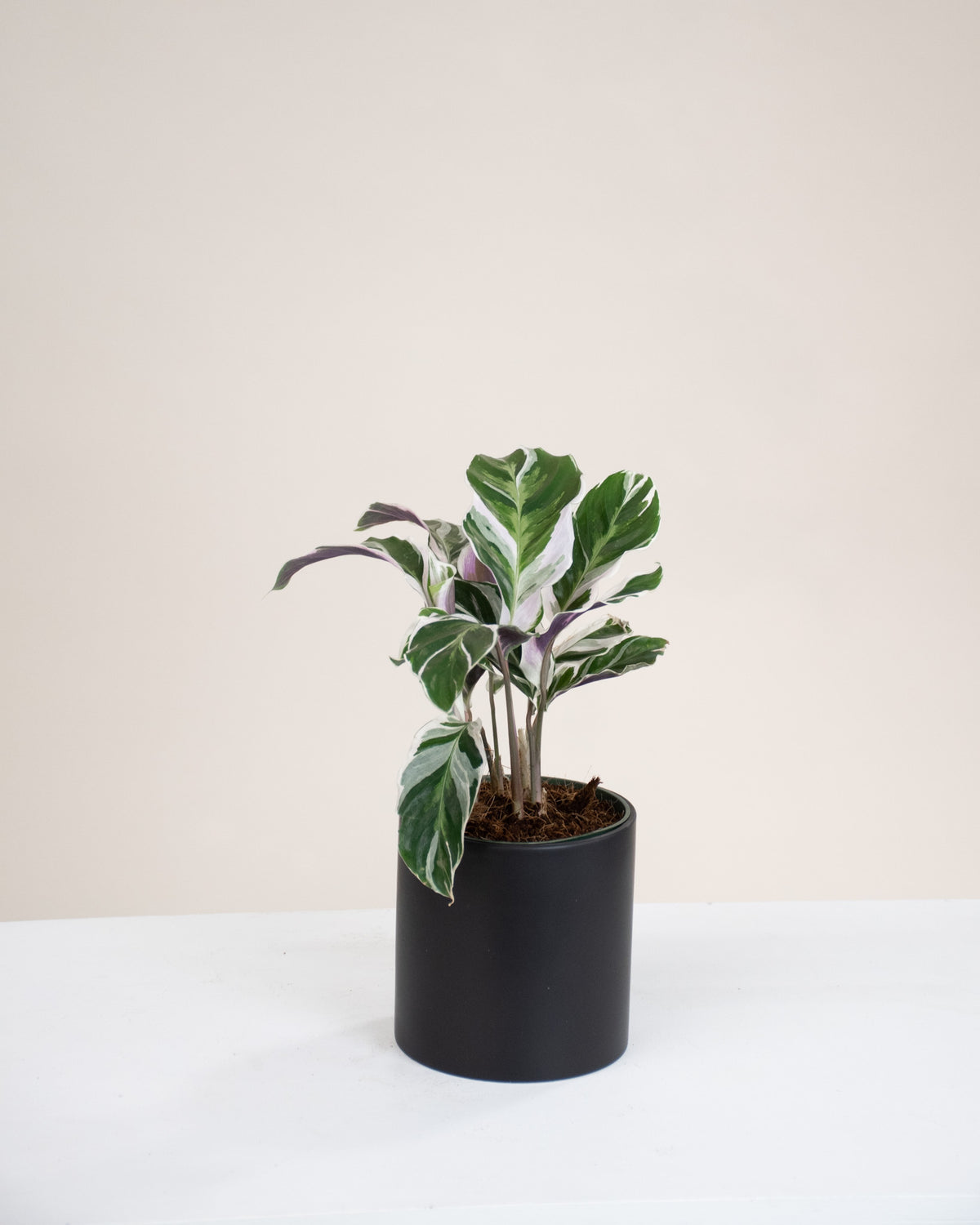 Calathea « White Fusion » 