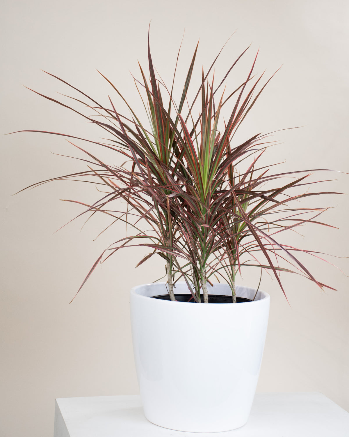 Dracaena marginata « Colorama »