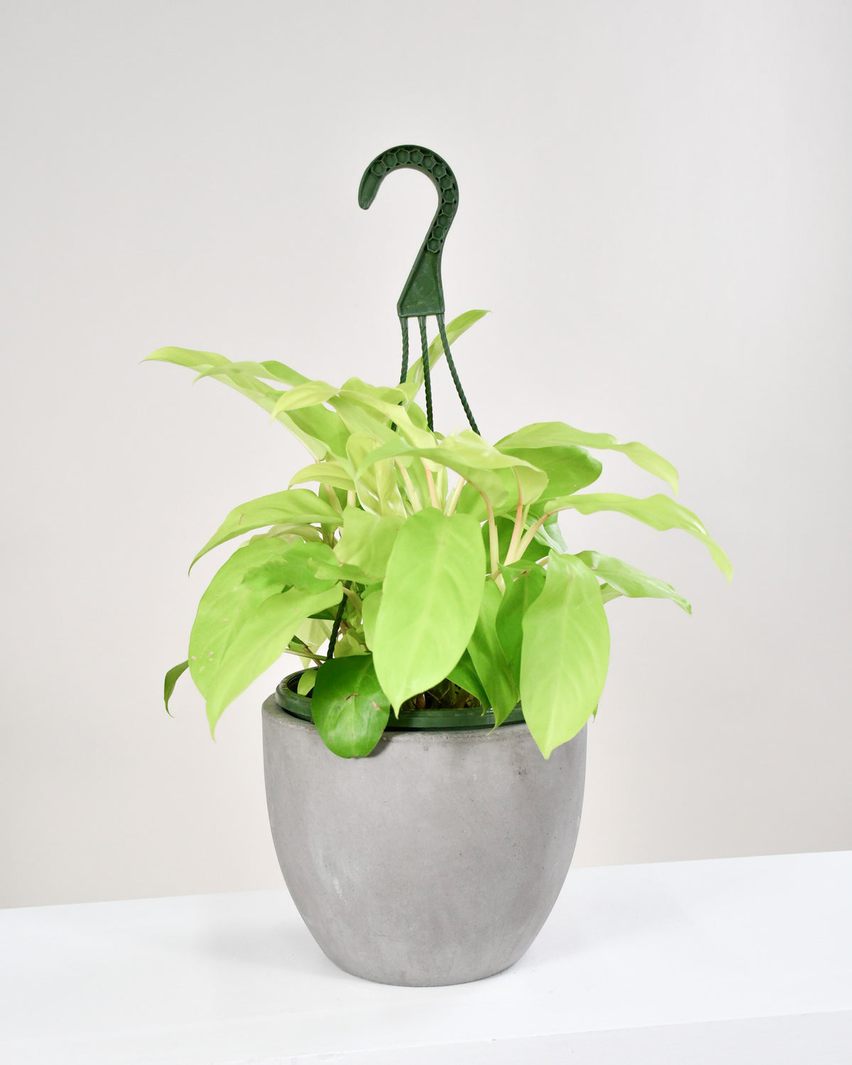 Philodendron « Golden Goddess »