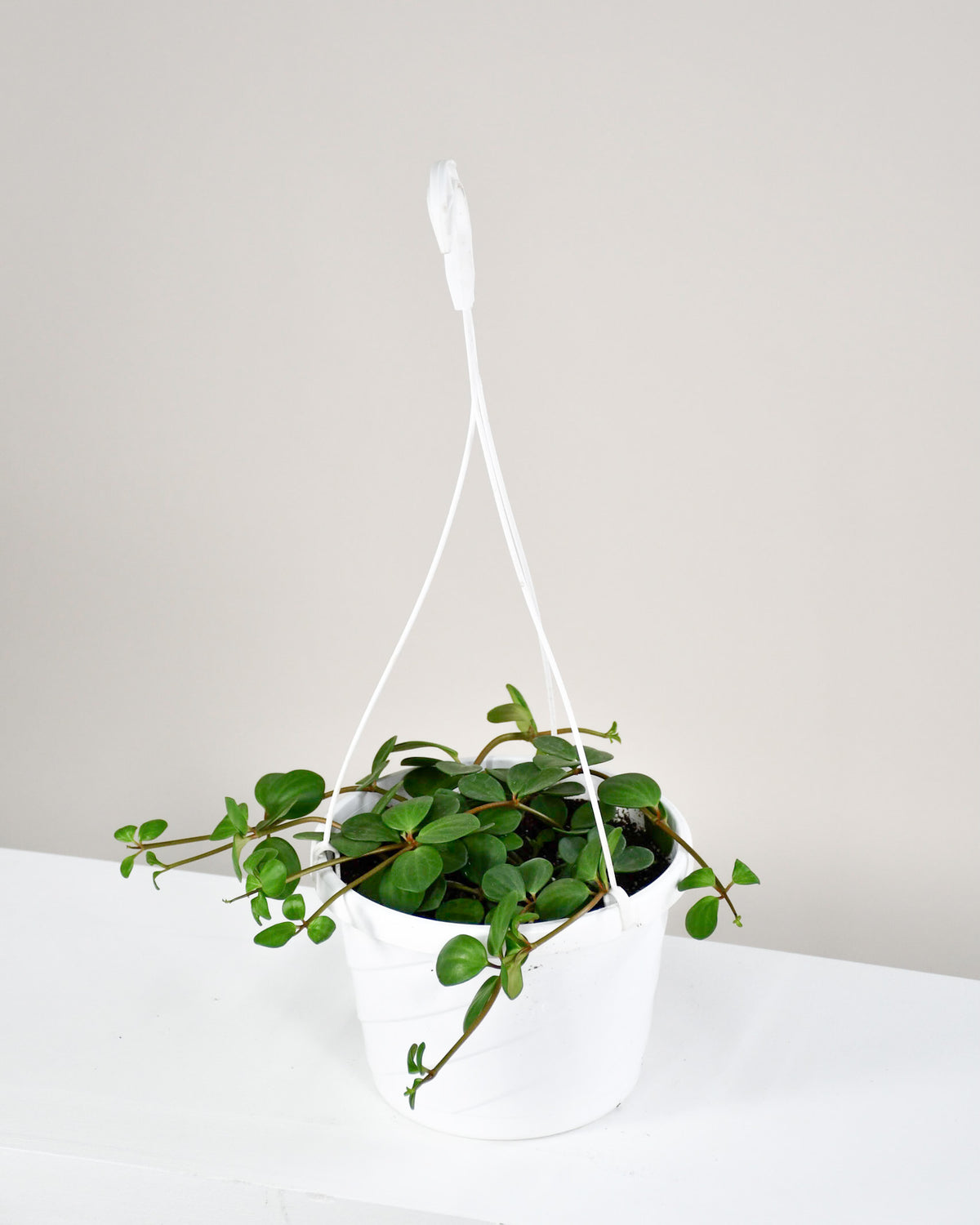 Peperomia « Hope »