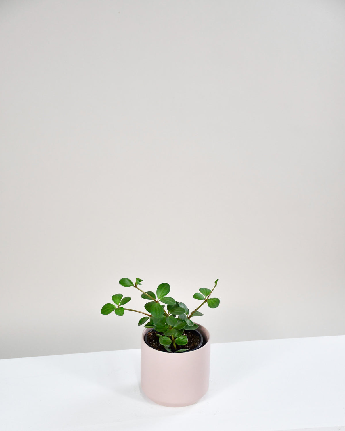 Peperomia « Hope »