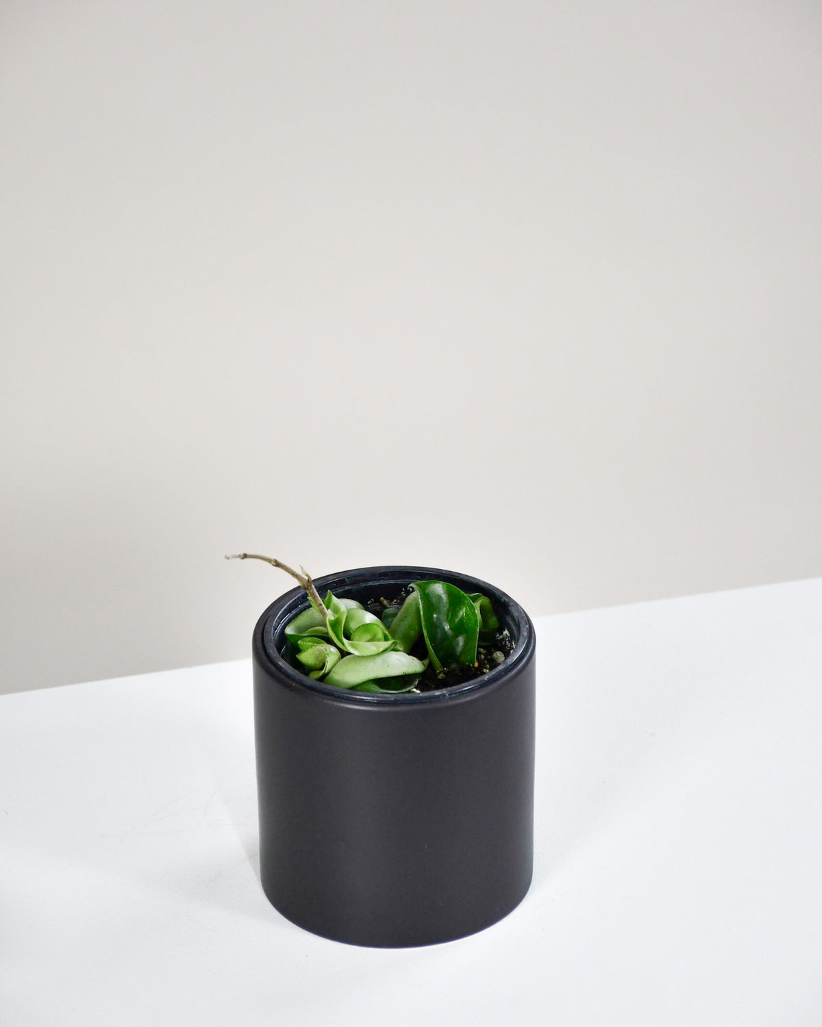 Hoya carnosa « Compacta »