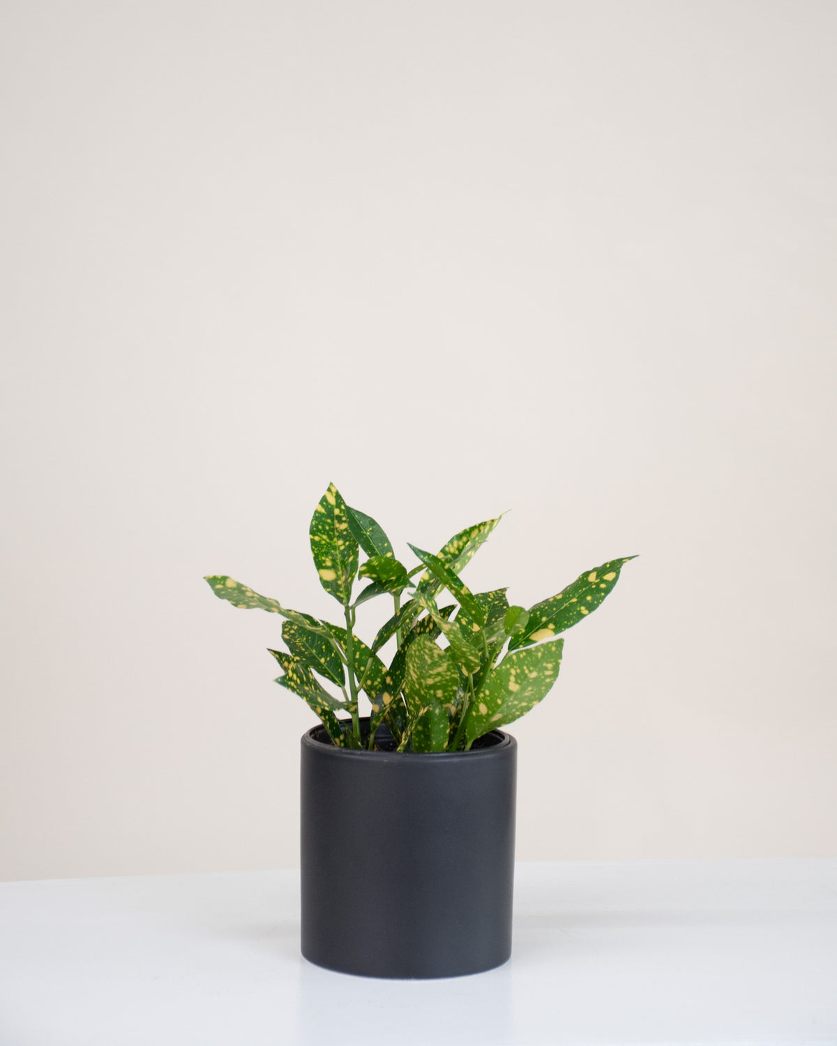 Codiaeum variegatum « Gold Dust »
