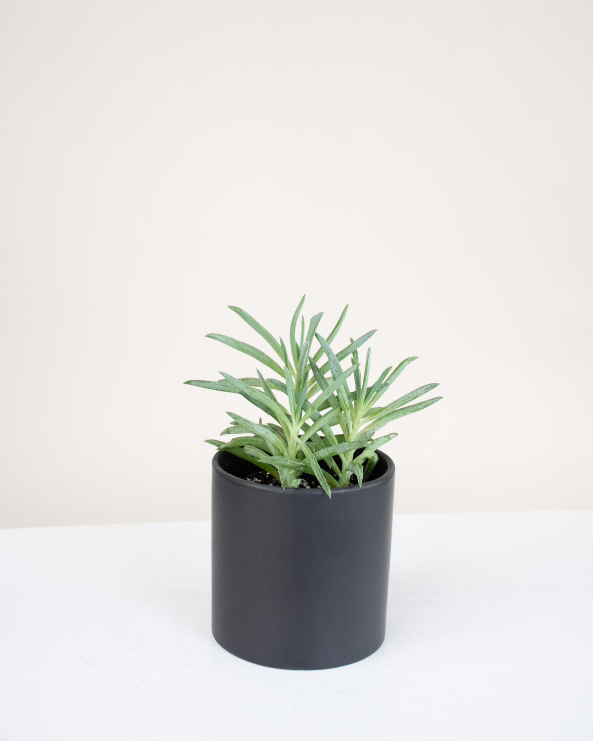 Senecio mandraliscae « Blue Chalk»