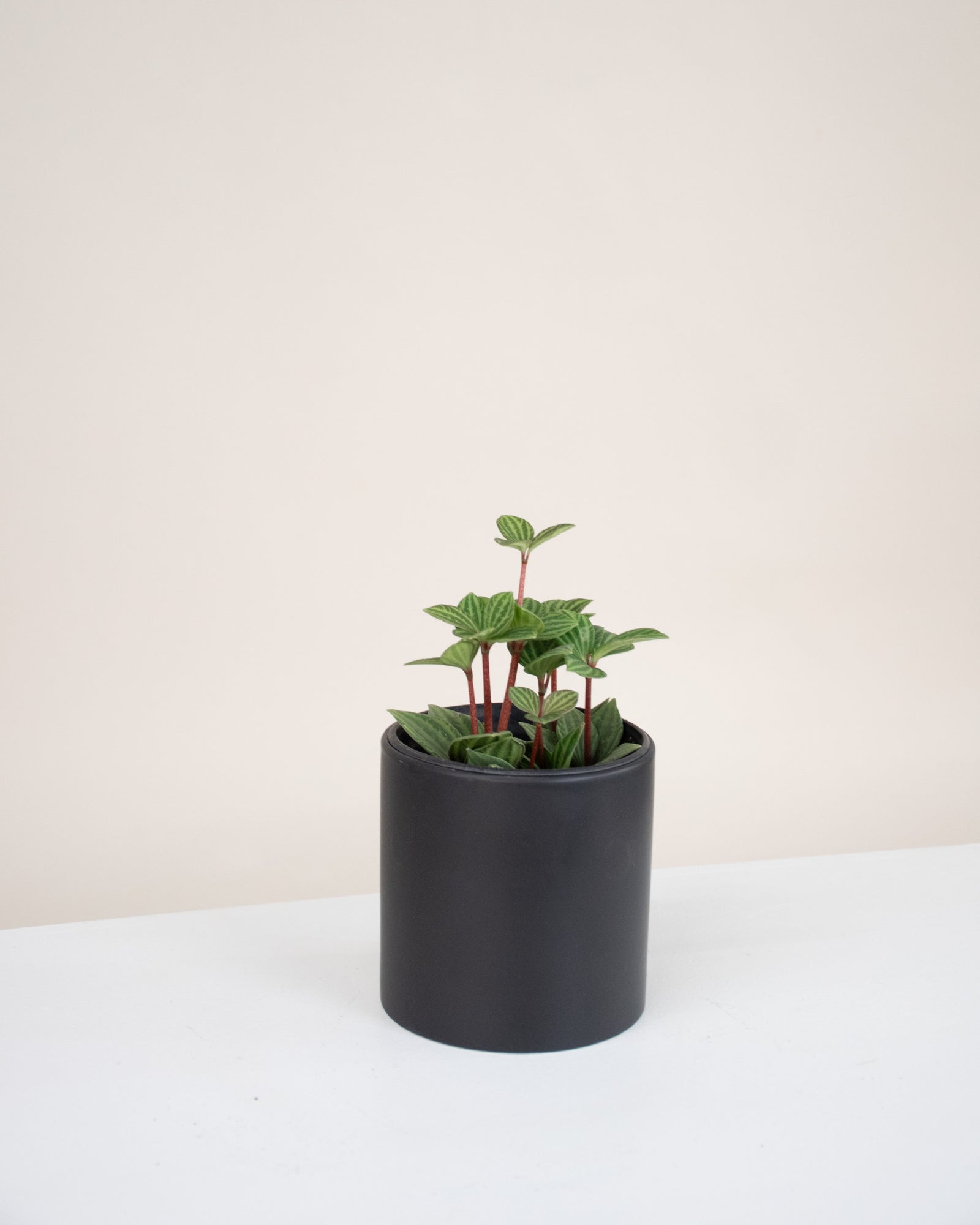 Peperomia puteolata