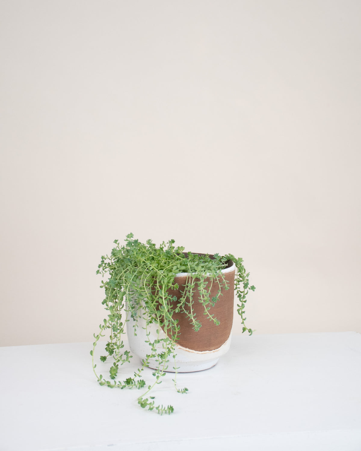 Sedum dasyphyllum major