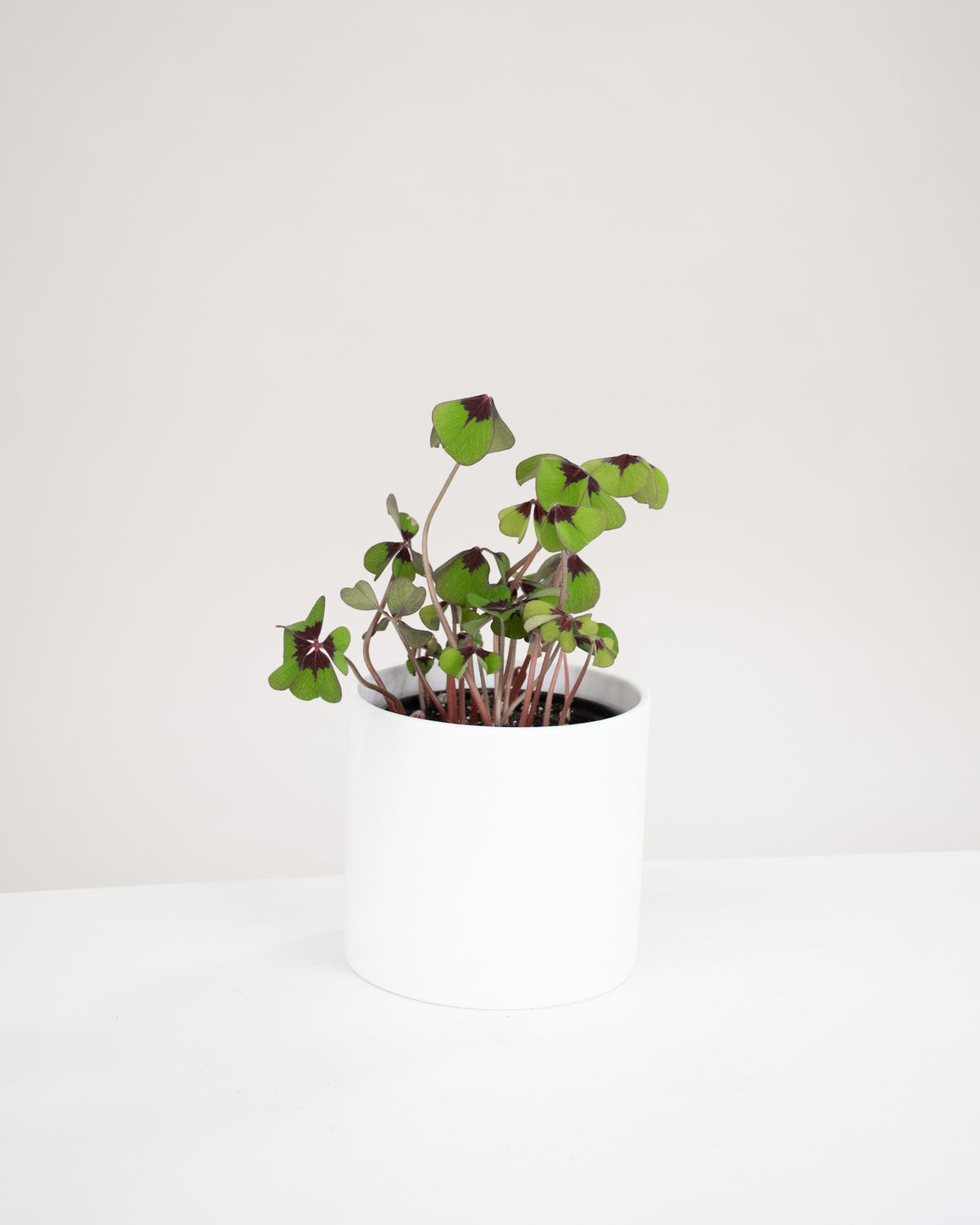 Oxalis tetraphylla « Iron Cross »