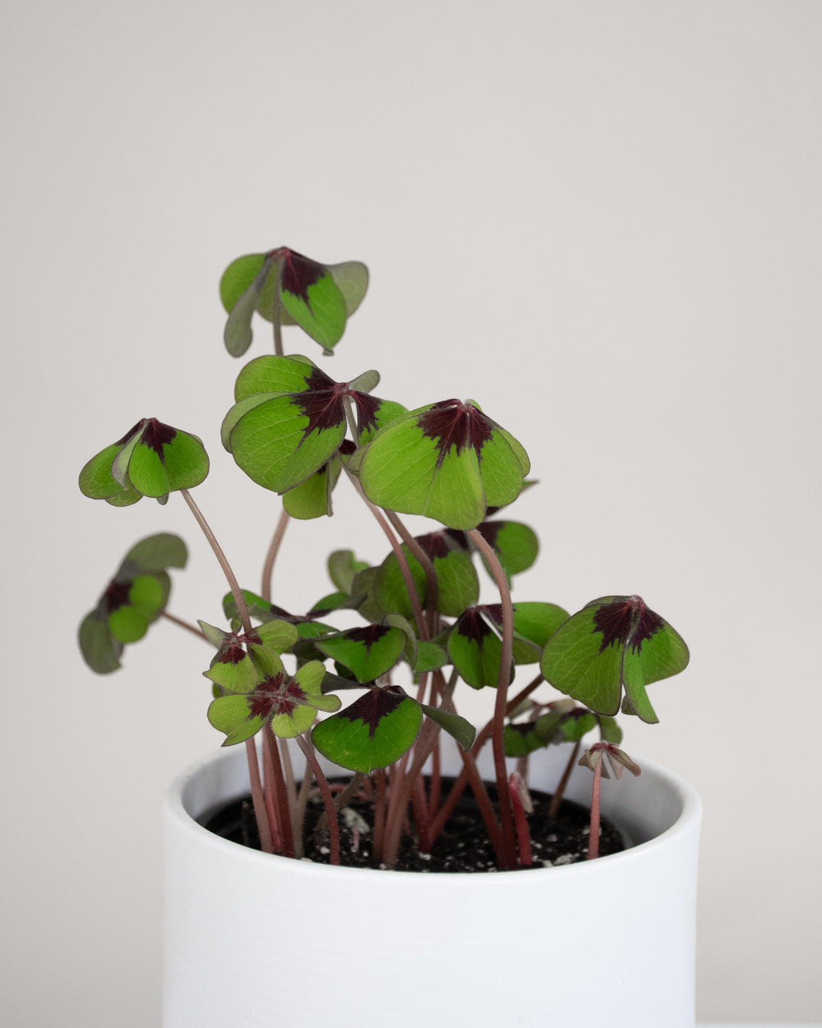 Oxalis tetraphylla « Iron Cross »