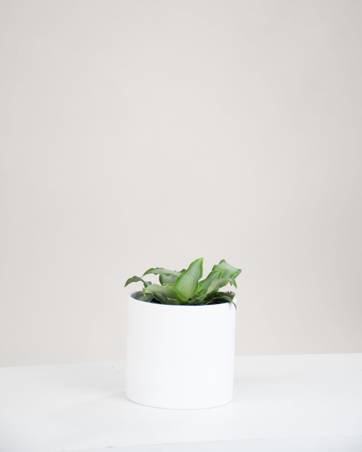 Tradescantia spathacea « Silver »